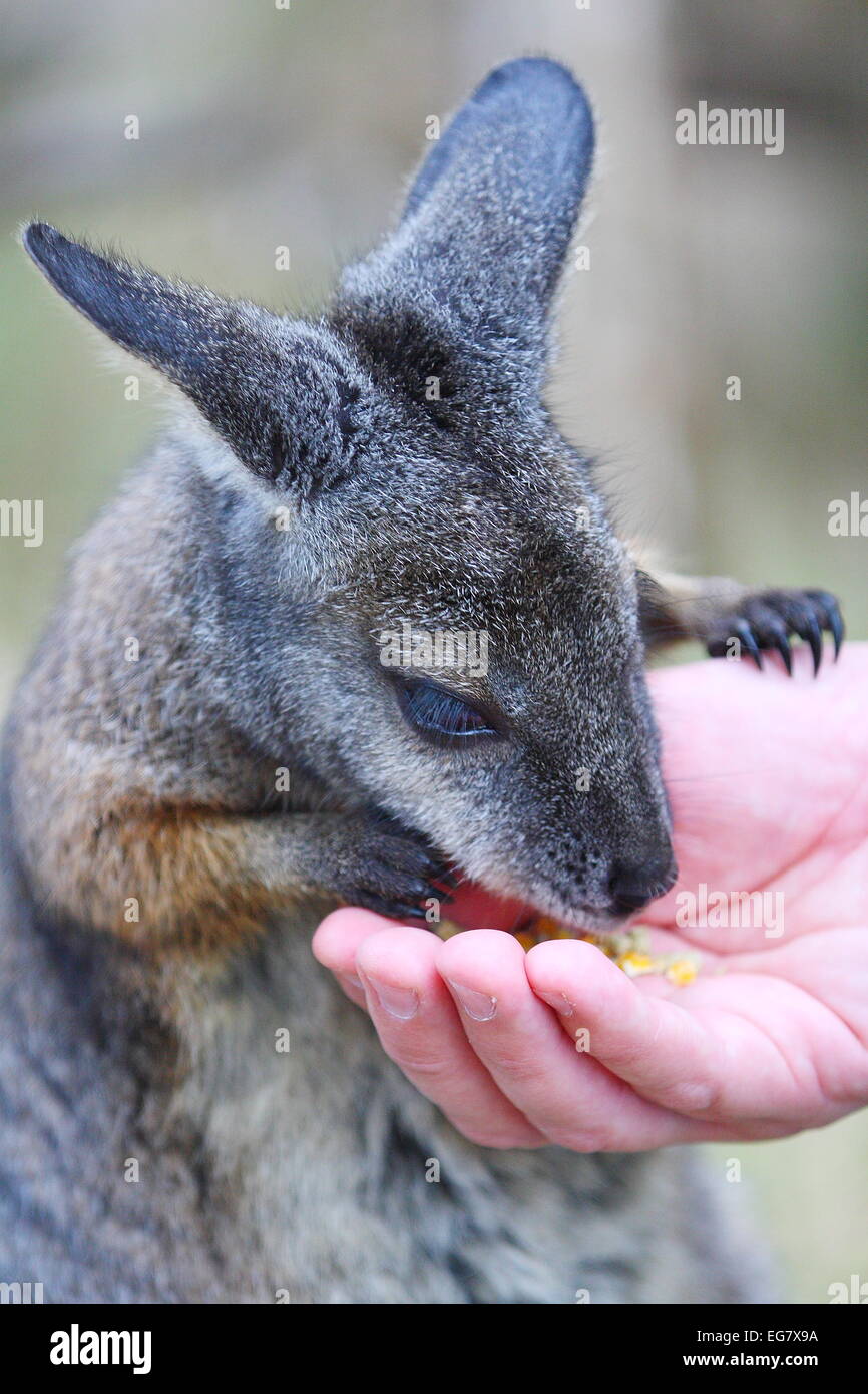 Hand feeding the Wallaby, one of Australian native animals Stock Photo