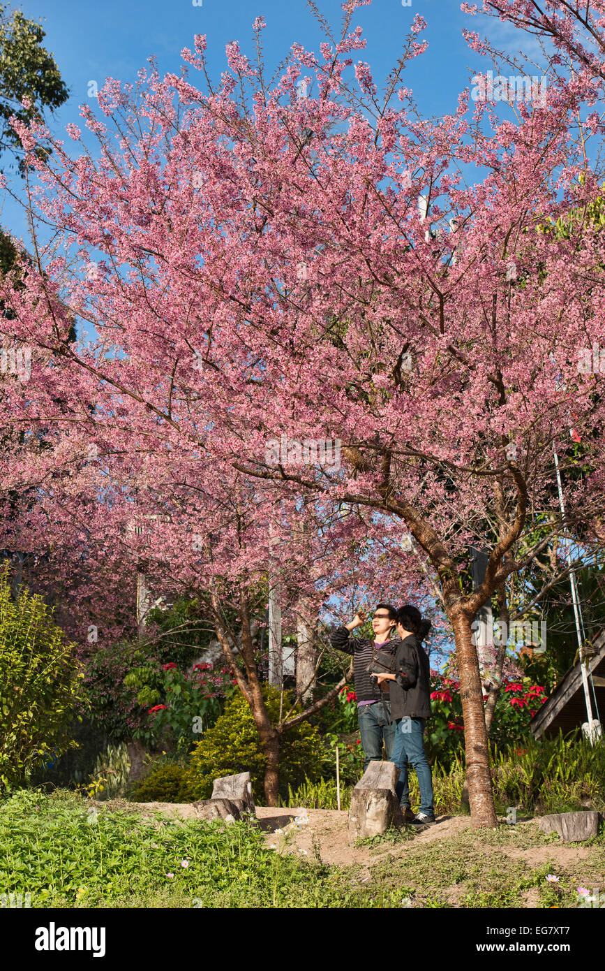 enjoying wild Himalayan cherry blossoms (Prunus cerasoides), Khun Chang Khian, Chiang Mai, Thailand Stock Photo