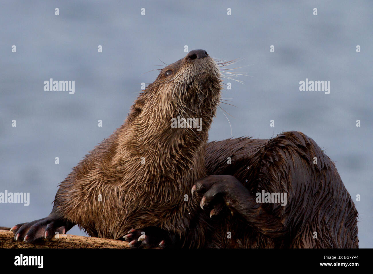 Northern River Otter (Lontra canadensis) preening on beach after eating at Whiffen Spit, Sooke, BC, Canada in January Stock Photo