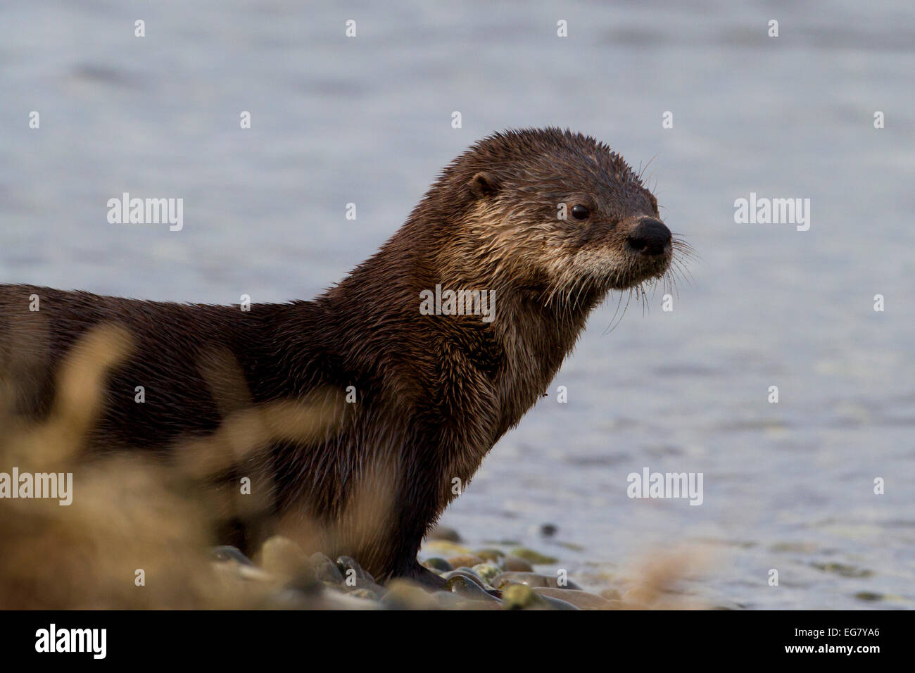 Northern River Otter (Lontra canadensis) looking out to sea along the shoreline at Whiffen Spit, Sooke, BC, Canada in January Stock Photo