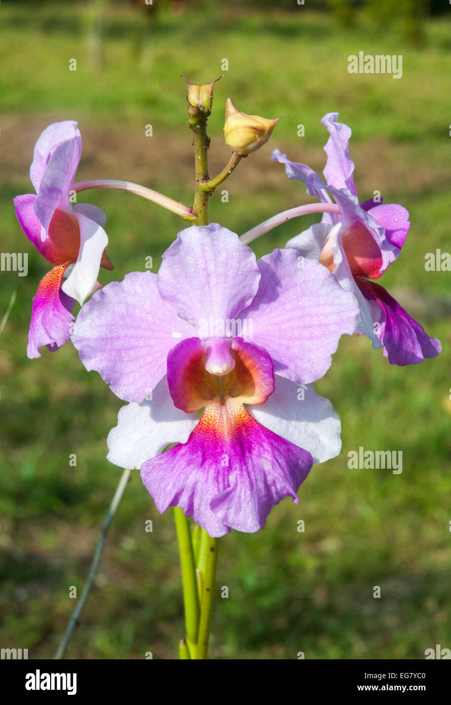 Tropical orchid growing wild on Rennell Island, Solomon Islands Stock Photo