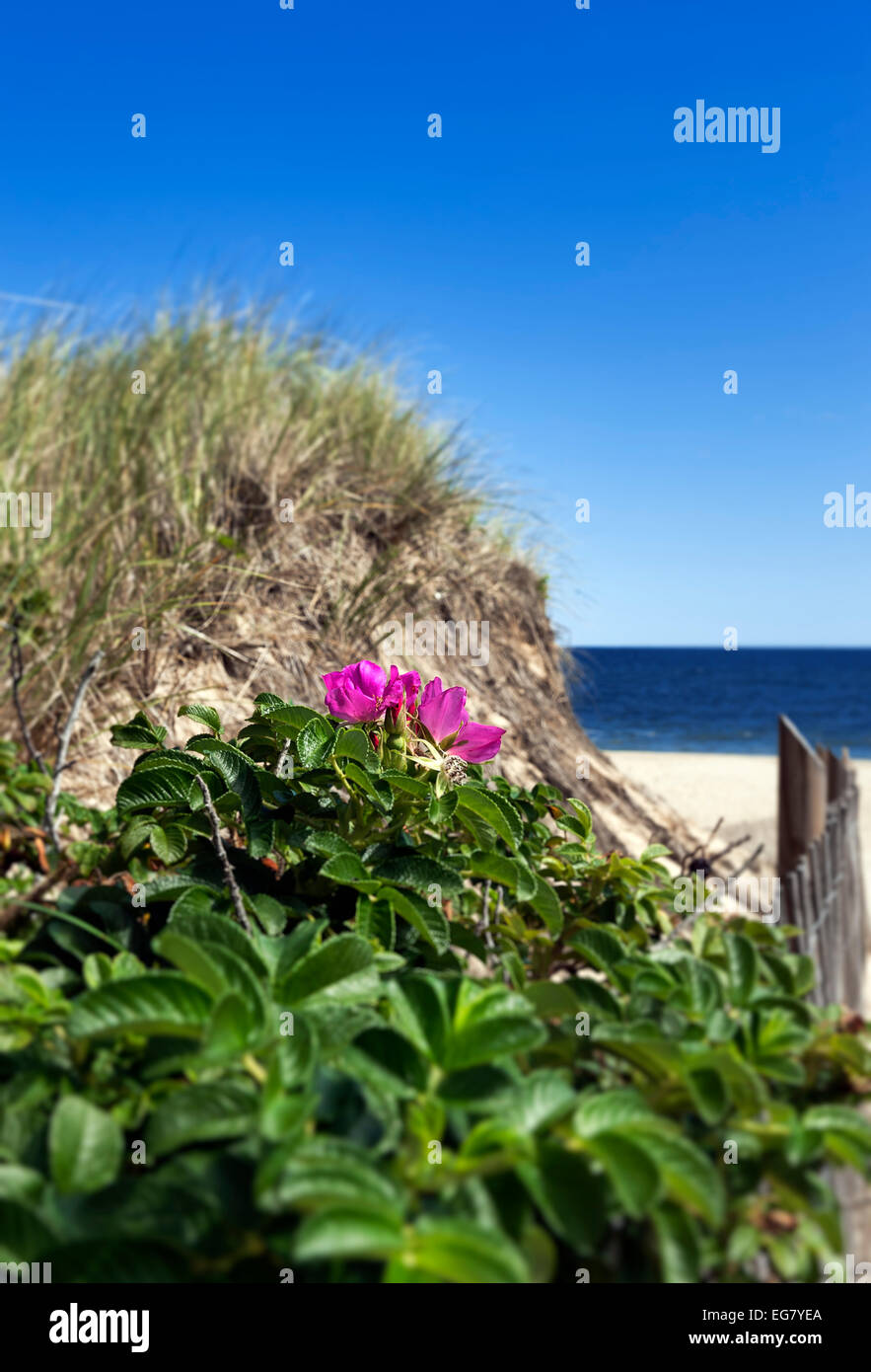 Ballston Beach, Truro, Cape Cod, Massachusetts, USA Stock Photo Alamy