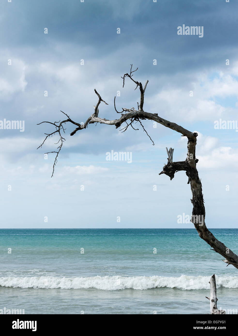 Jagged piece of driftwood reaching out to the ocean water, Negril, Jamaica Stock Photo