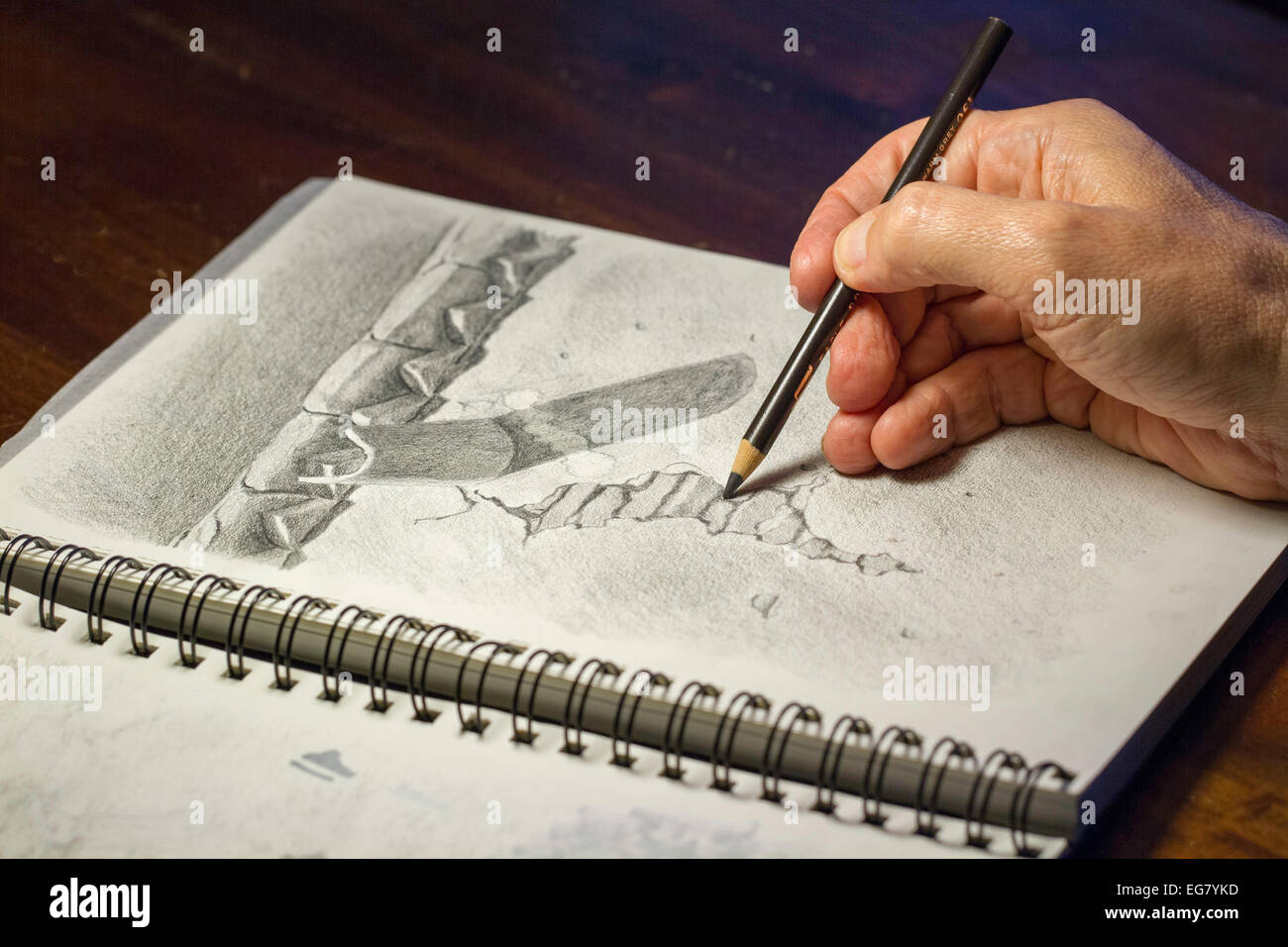 Artist using pencil on paper to draw a picture using lines and shading. Stock Photo