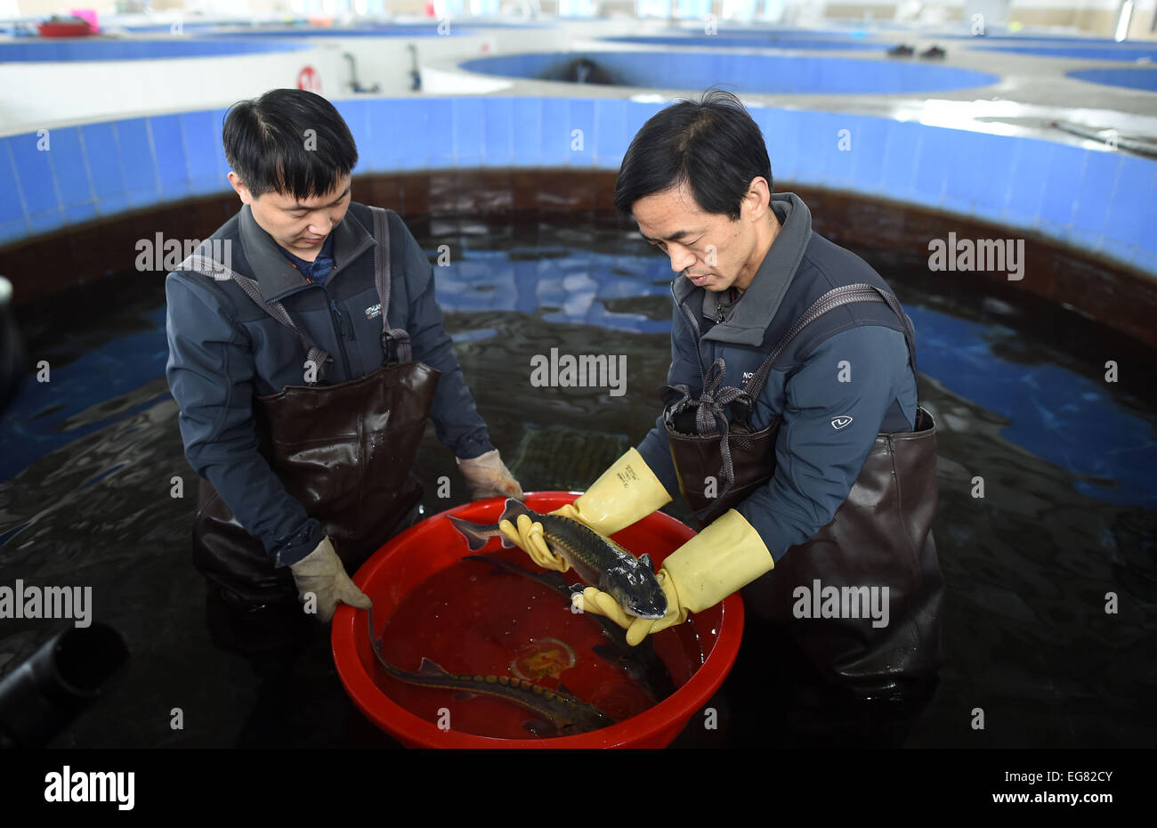 (150219) -- YICHANG, Feb. 19, 2015 (Xinhua) -- Breeders check artificially-bred Chinese sturgeons in a tank at the Chinese Sturgeons Research Institute (CSRI) in Yichang, central China's Hubei Province, Feb. 19, 2015. Chinese sturgeons, nicknamed 'aquatic pandas', are listed as a wild creature under state protection. Researchers with CSRI succeeded in artificially inseminating and spawning a culture of sturgeons in 2009. Since then fish have been released into the river every year to save the species from extinction. At present, some 5,000 artificially-bred sturgeons live in the CSRI, which is Stock Photo