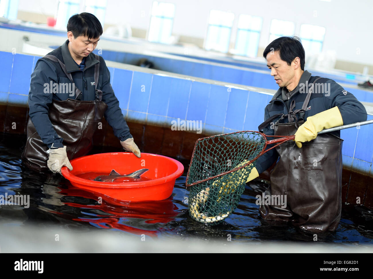 (150219) -- YICHANG, Feb. 19, 2015 (Xinhua) -- Breeders check artificially-bred Chinese sturgeons in a tank at the Chinese Sturgeons Research Institute (CSRI) in Yichang, central China's Hubei Province, Feb. 19, 2015. Chinese sturgeons, nicknamed 'aquatic pandas', are listed as a wild creature under state protection. Researchers with CSRI succeeded in artificially inseminating and spawning a culture of sturgeons in 2009. Since then fish have been released into the river every year to save the species from extinction. At present, some 5,000 artificially-bred sturgeons live in the CSRI, which is Stock Photo