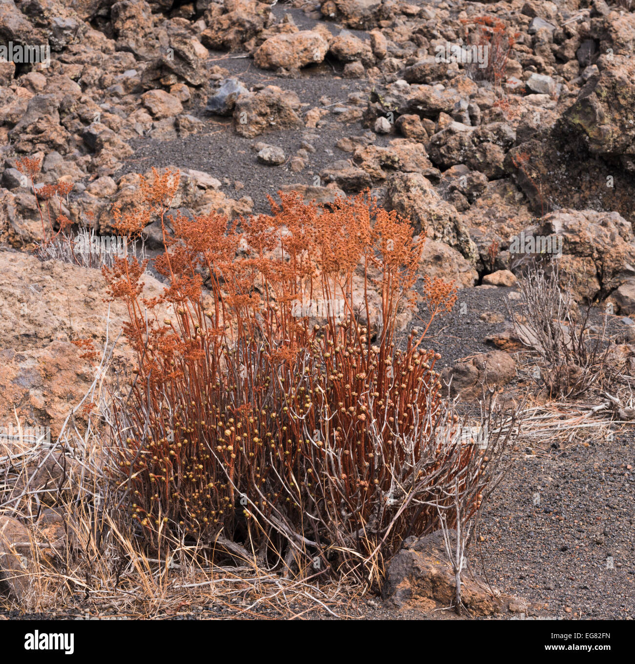 Aeonium spathulatum (bejequillo canario, stonecrop) gone to seed in September on basaltic lava near Montana Chinyero, Tenerife Stock Photo