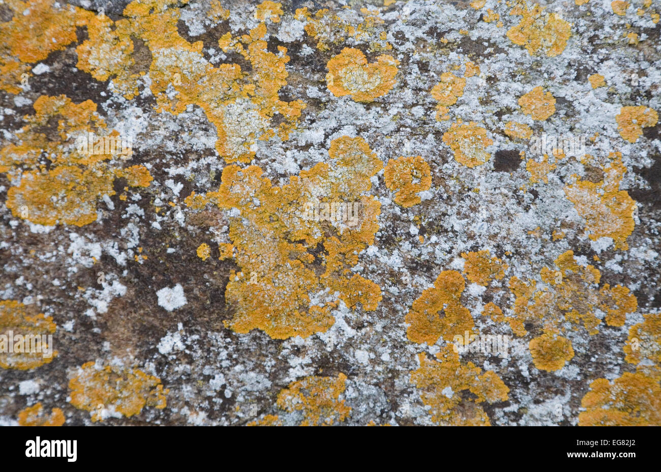 Yellow and white lichen on a sandstone block. indicative of a clean air environment with minimal pollution Stock Photo