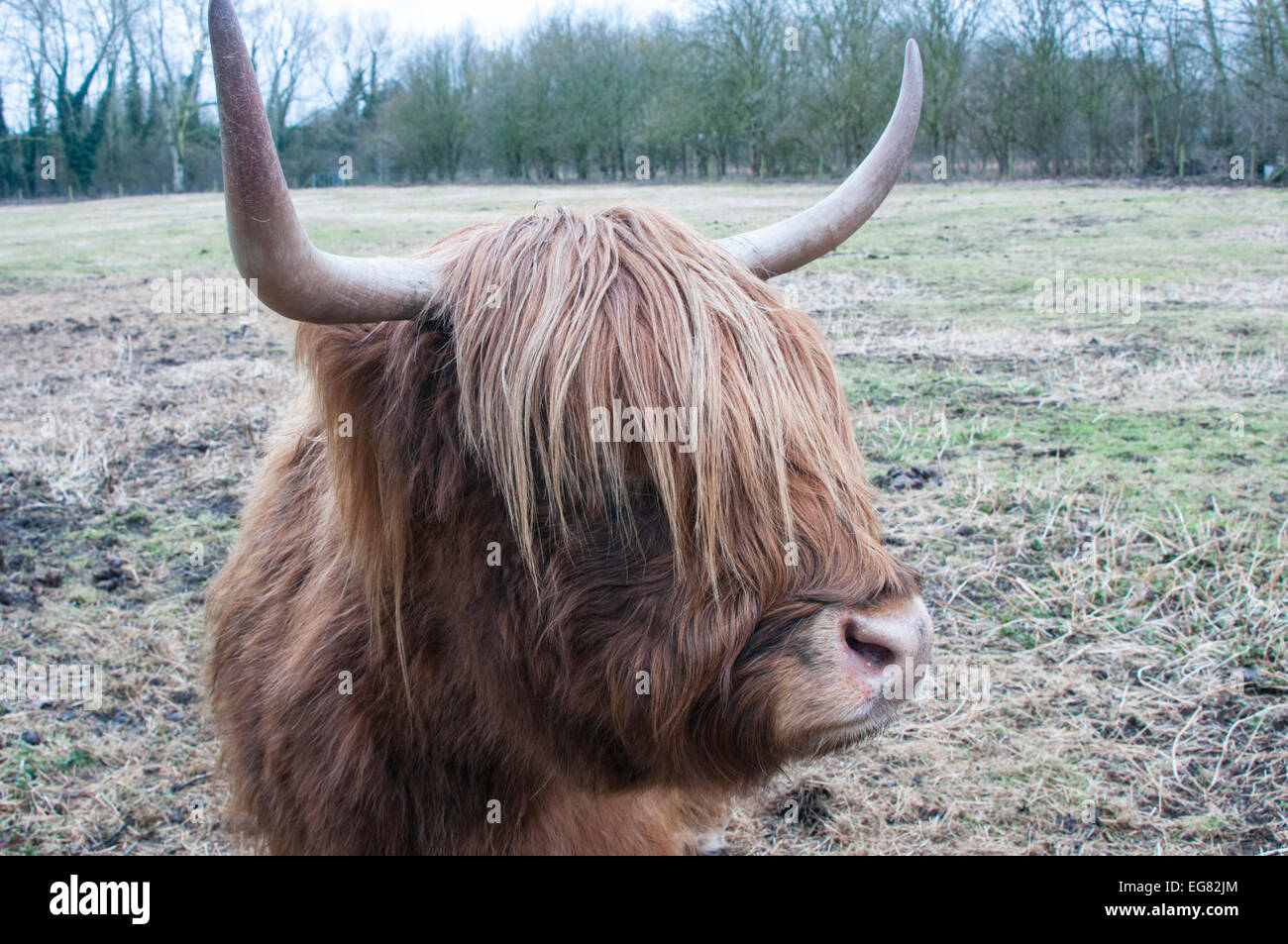 Close up shot of the face of a Highland cow taken at Fishers Green ...