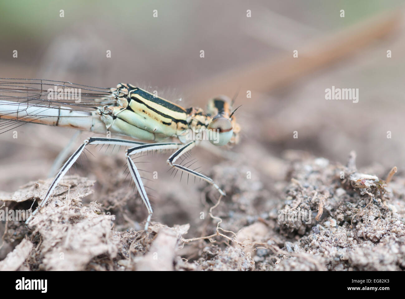Close up of the head and thorax of a male White Legged Damselfly Stock ...