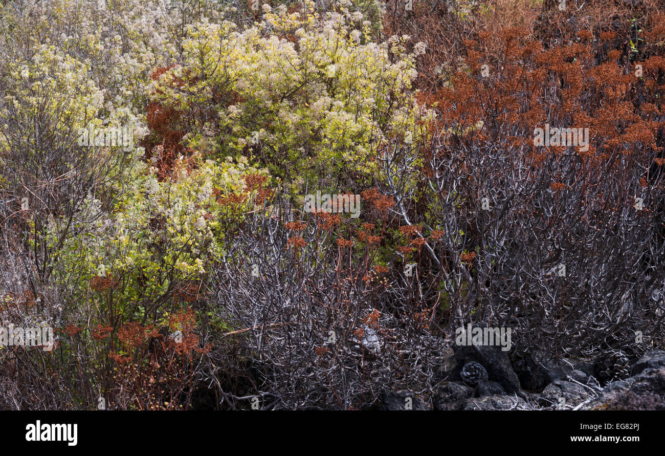 Bystropogon origanifolius (poleo, mint) and Aeonium spathulatum (stonecrop) gone to seed in September at Chinyero, Tenerife Stock Photo