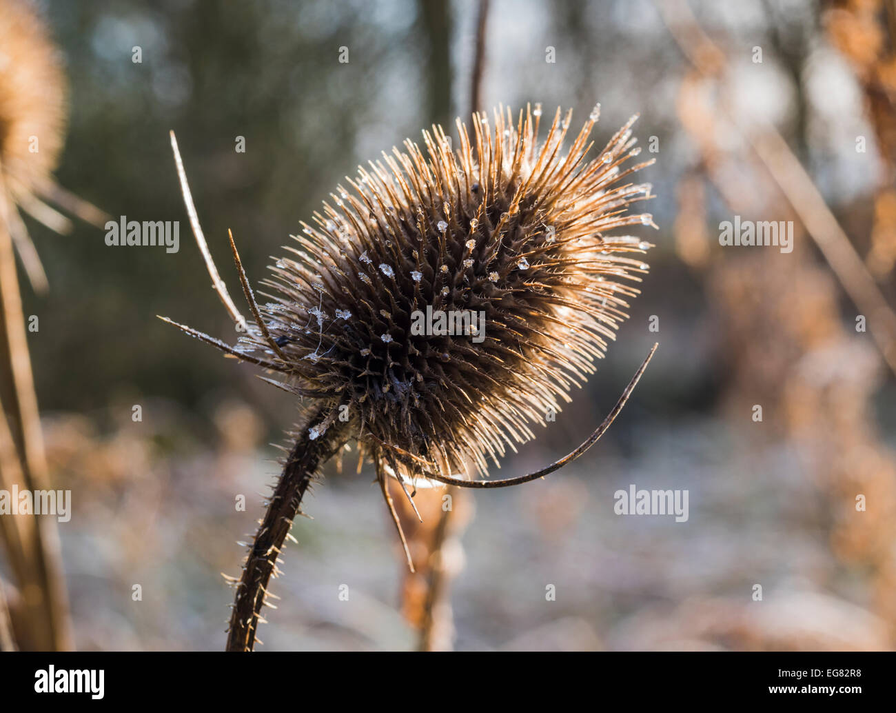 Close-up of backlit teasel (Dipsacus fullonum) seed head with ice crystals on cold winter morning Stock Photo