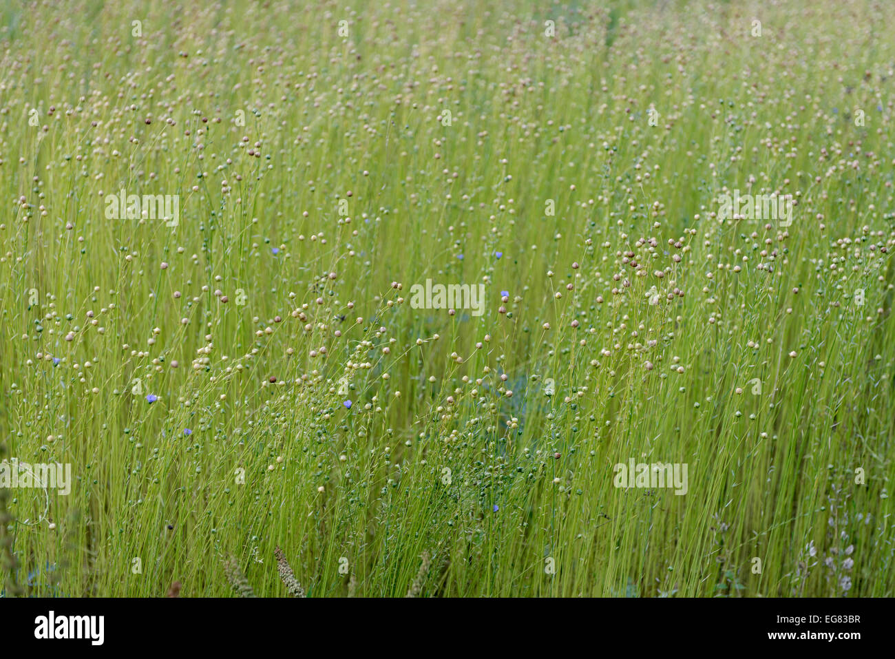 Cultivation of flax on a field, Common Flax or Linseed (Linum