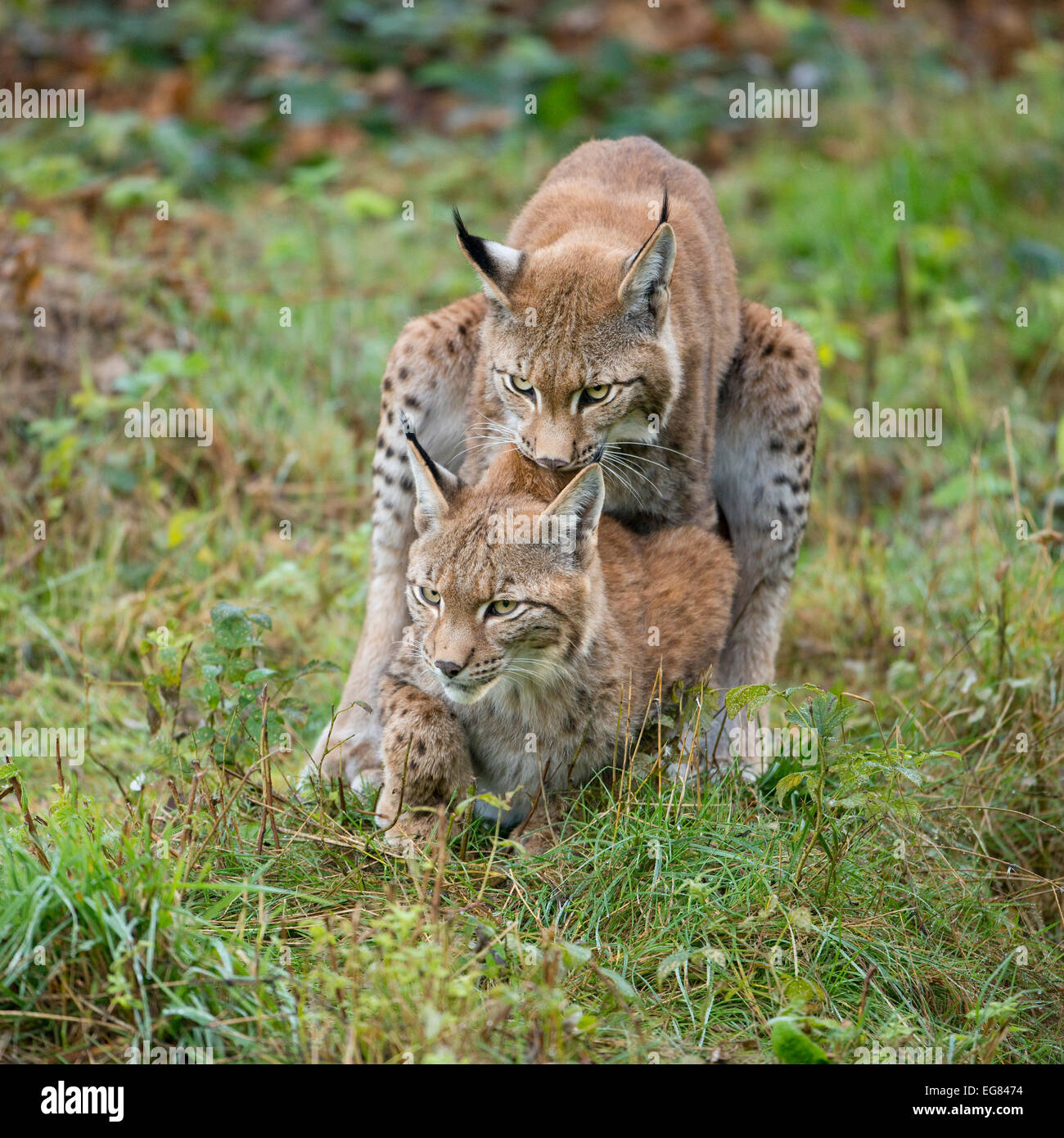 Eurasian Lynx (Lynx lynx), mating attempt of a young lynx, captive, Lower Saxony, Germany Stock Photo