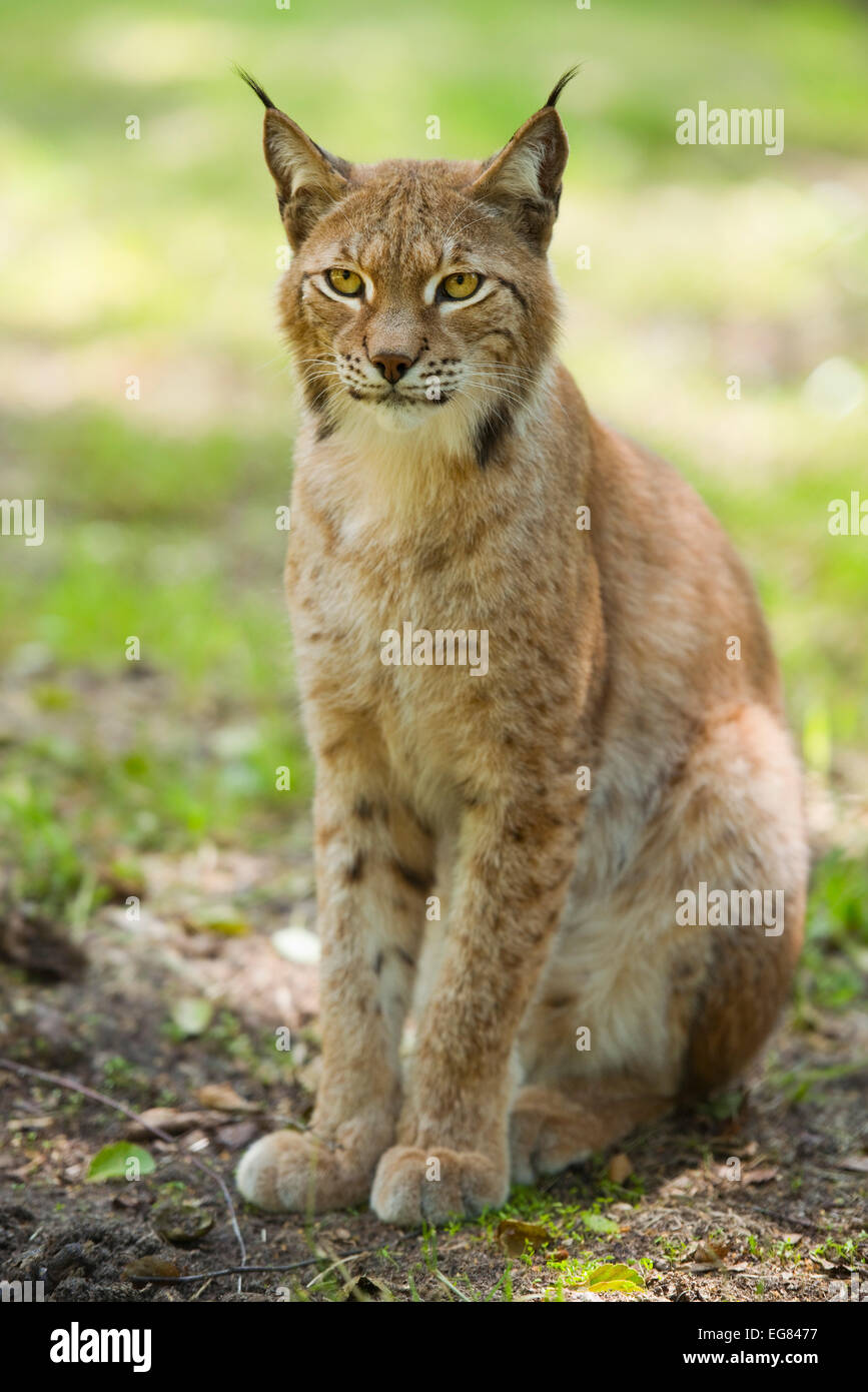 Eurasian Lynx (Lynx lynx), captive, Saxony-Anhalt, Germany Stock Photo