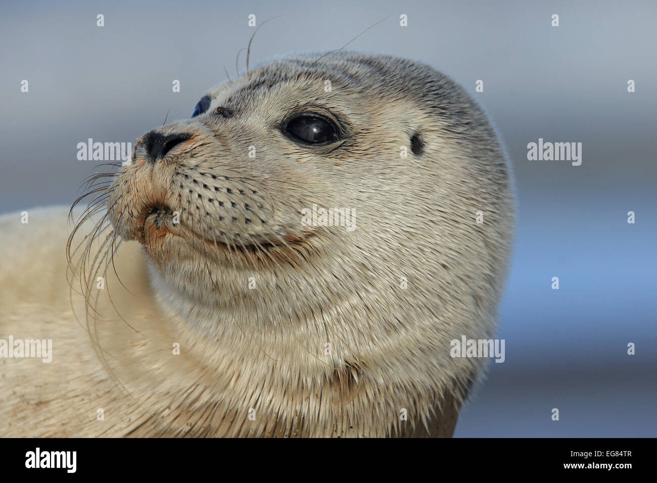 Common Seal (Phoca vitulina) Stock Photo