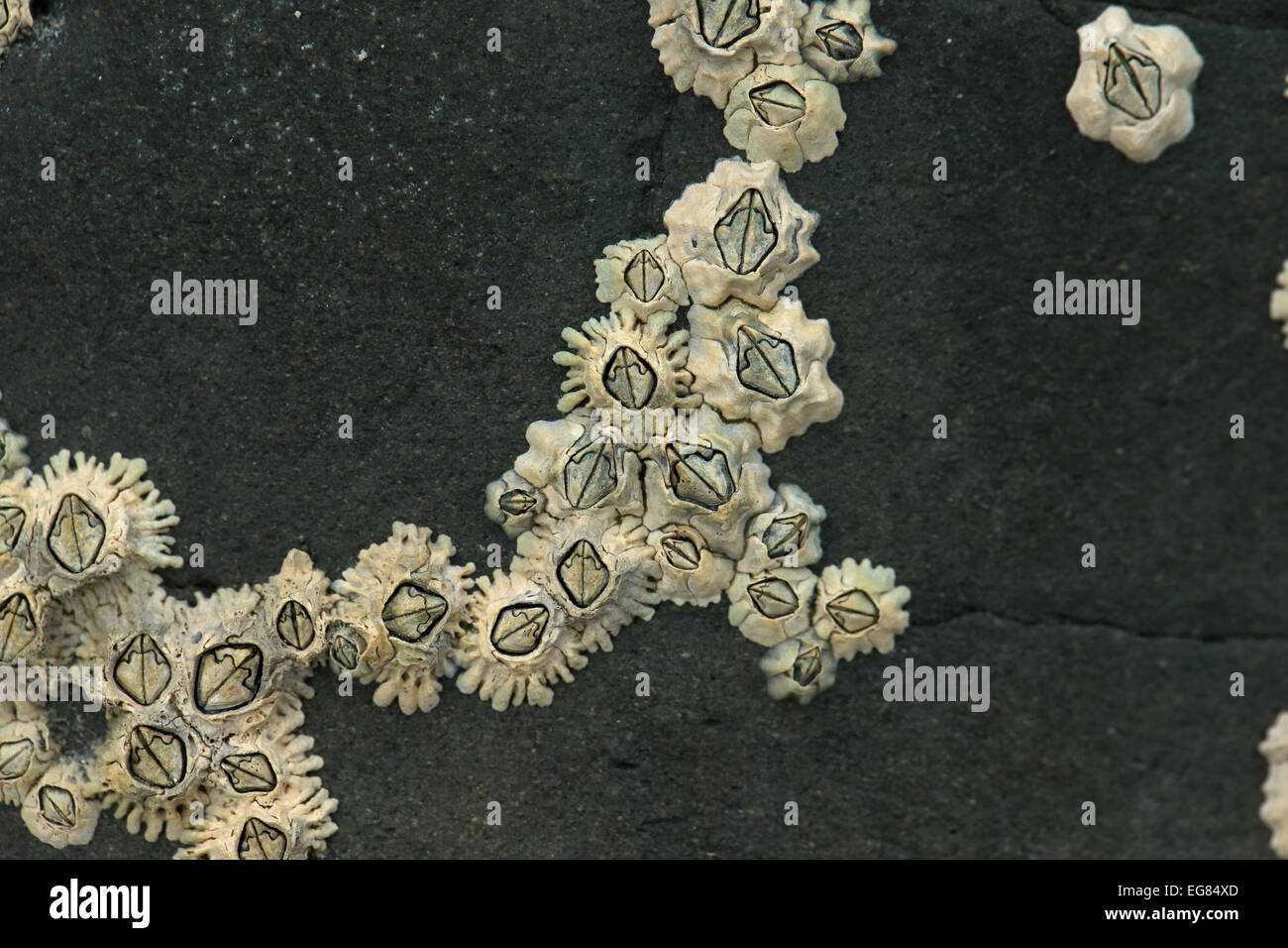 Barnacle barnacles hi-res stock photography and images - Alamy