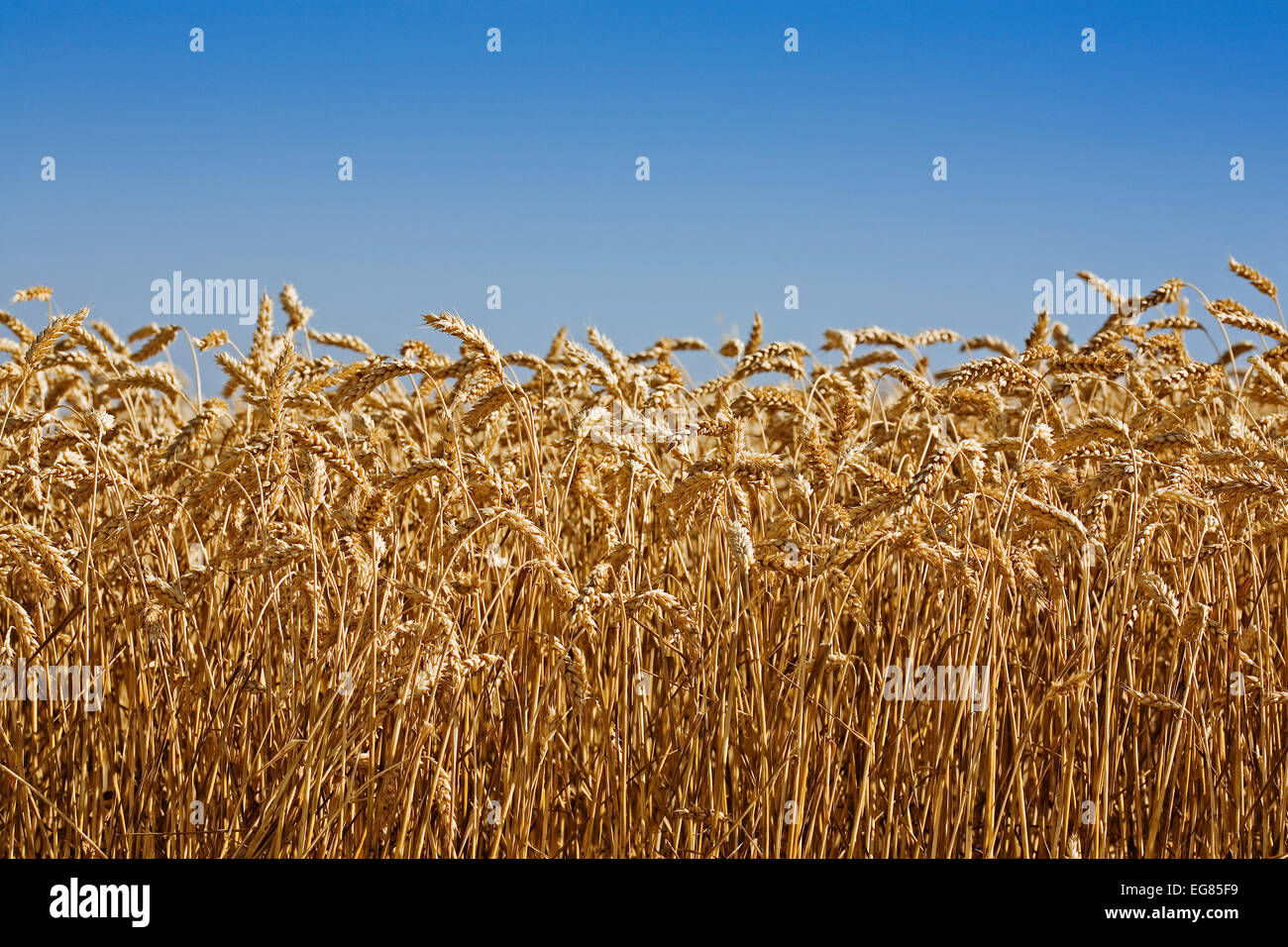 Agricultura de cereales hi-res stock photography and images - Alamy