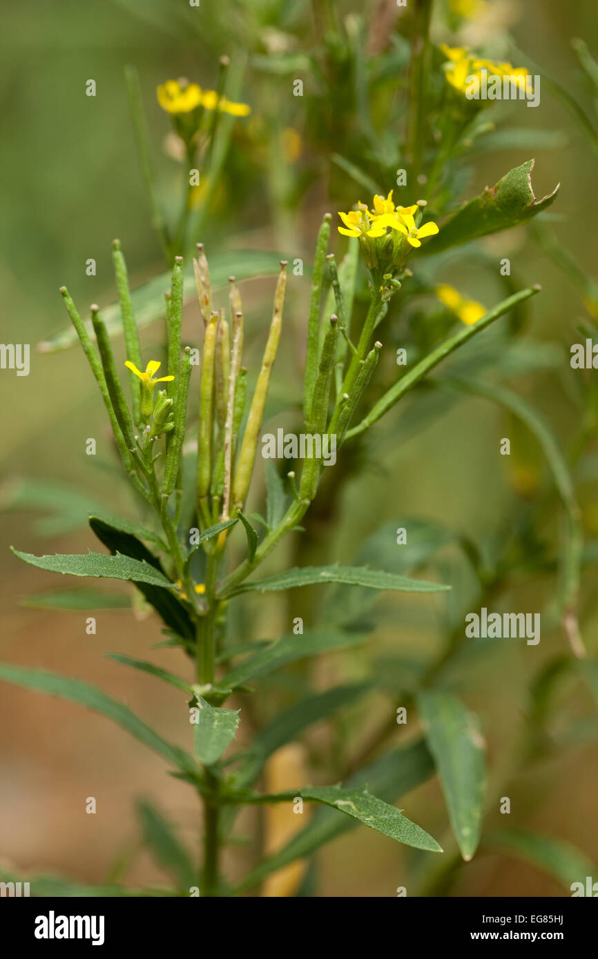 plant with little flowers (Erysimum cheiranthoides) Stock Photo