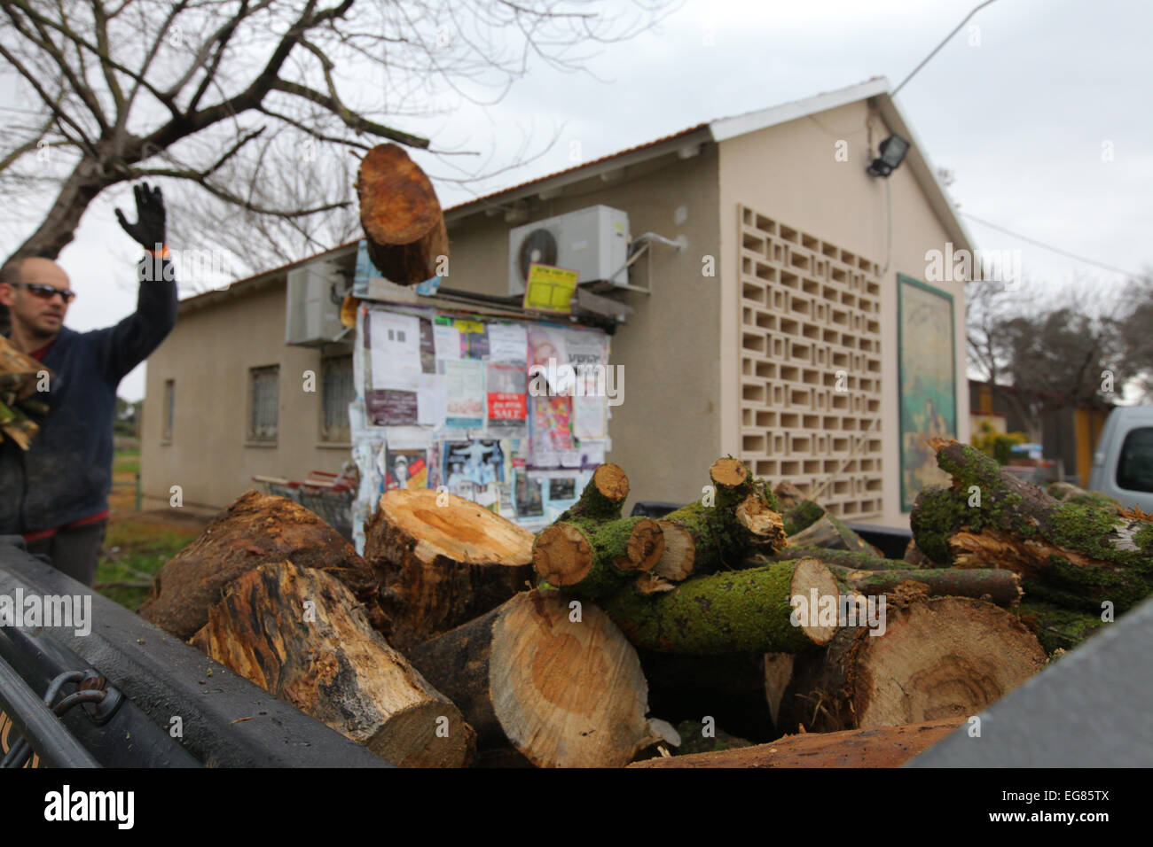 Sawing fallen trees and branches for firewood Stock Photo Alamy