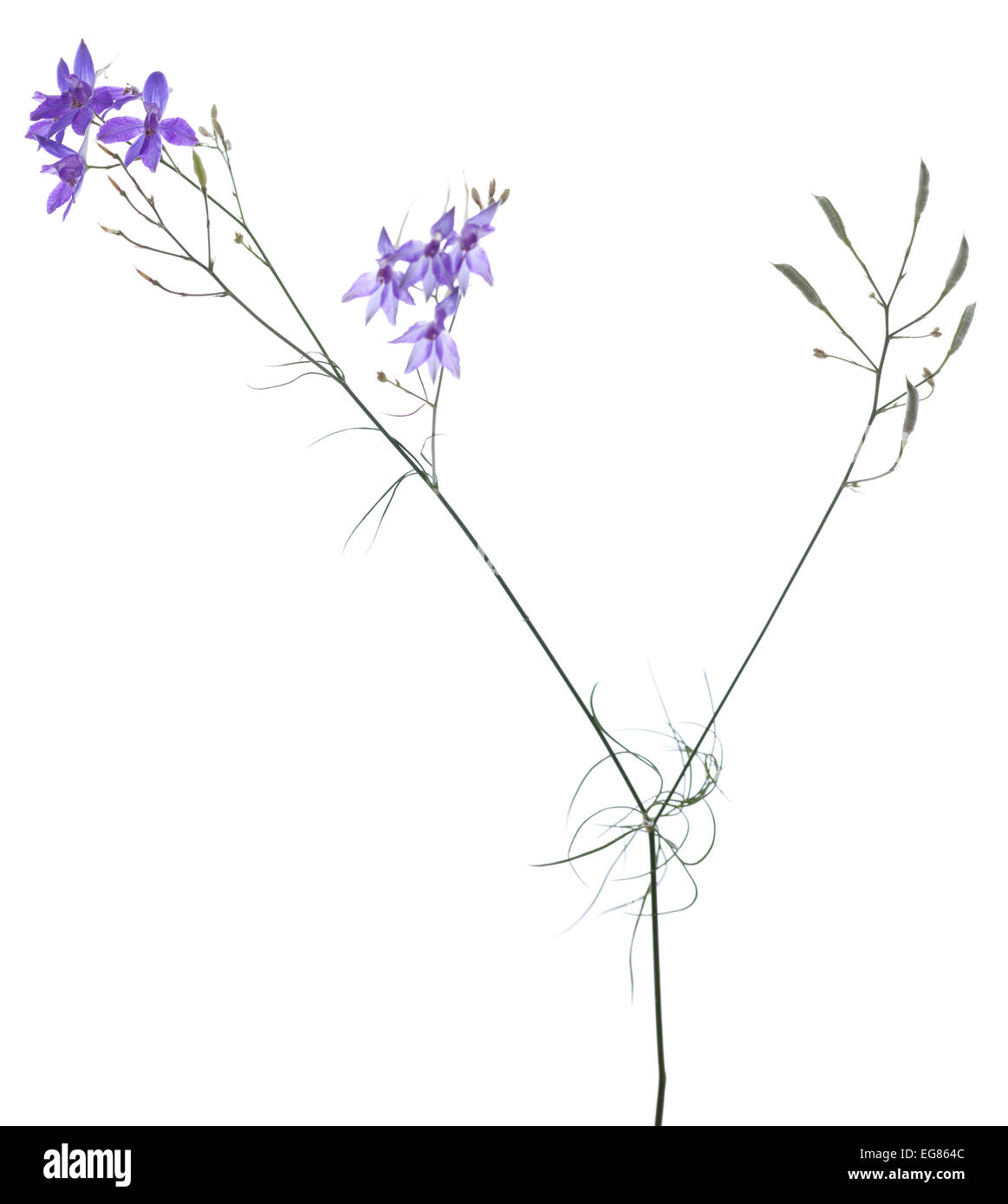 purple flower and seed (Consolida regalis) on white Stock Photo