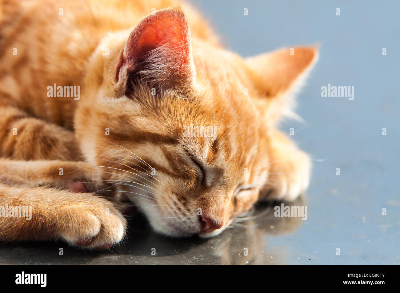 Ginger cat asleep, close-up of head and front paws Stock Photo