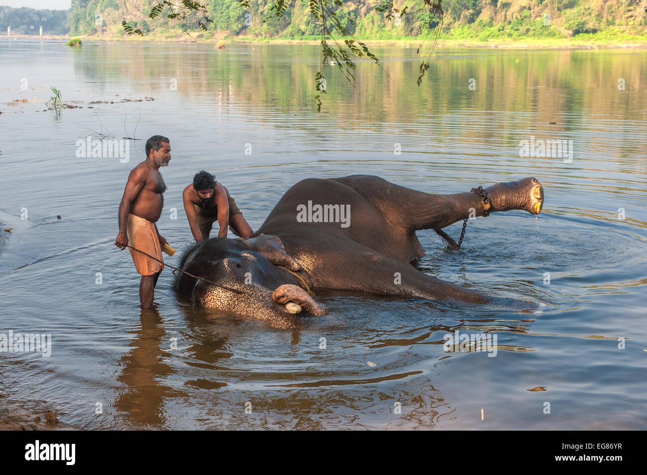 KERALA, INDIA - January, 12: Elephant bathing at Kodanad training center on January, 12, 2013 in Kerala, India Stock Photo