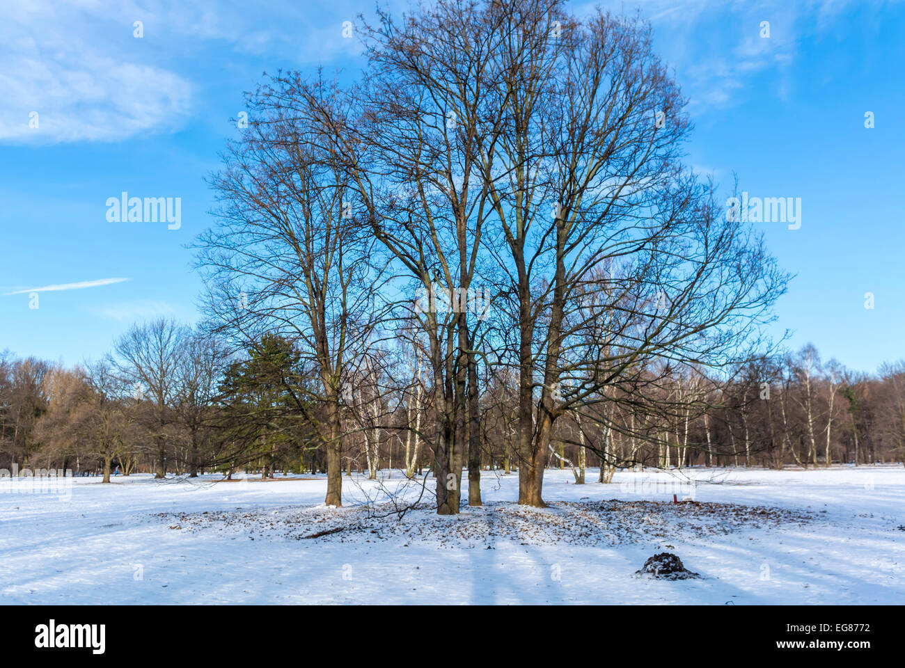 Berlin, Germany, German Public Park Scenes, TIergarden in Winter with Stock  Photo - Alamy