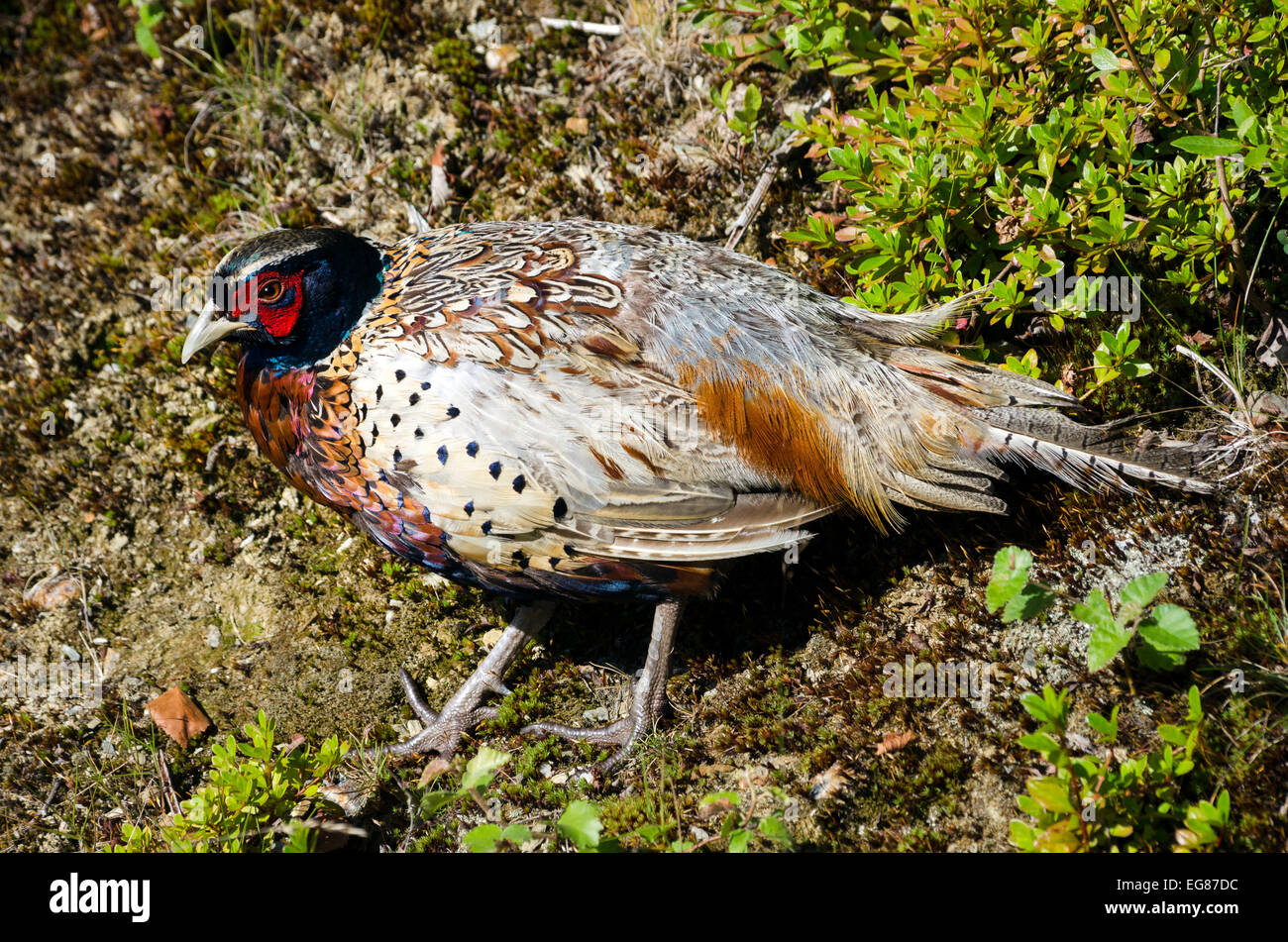 A male wild Common Pheasant - Phasianus colchicus Stock Photo