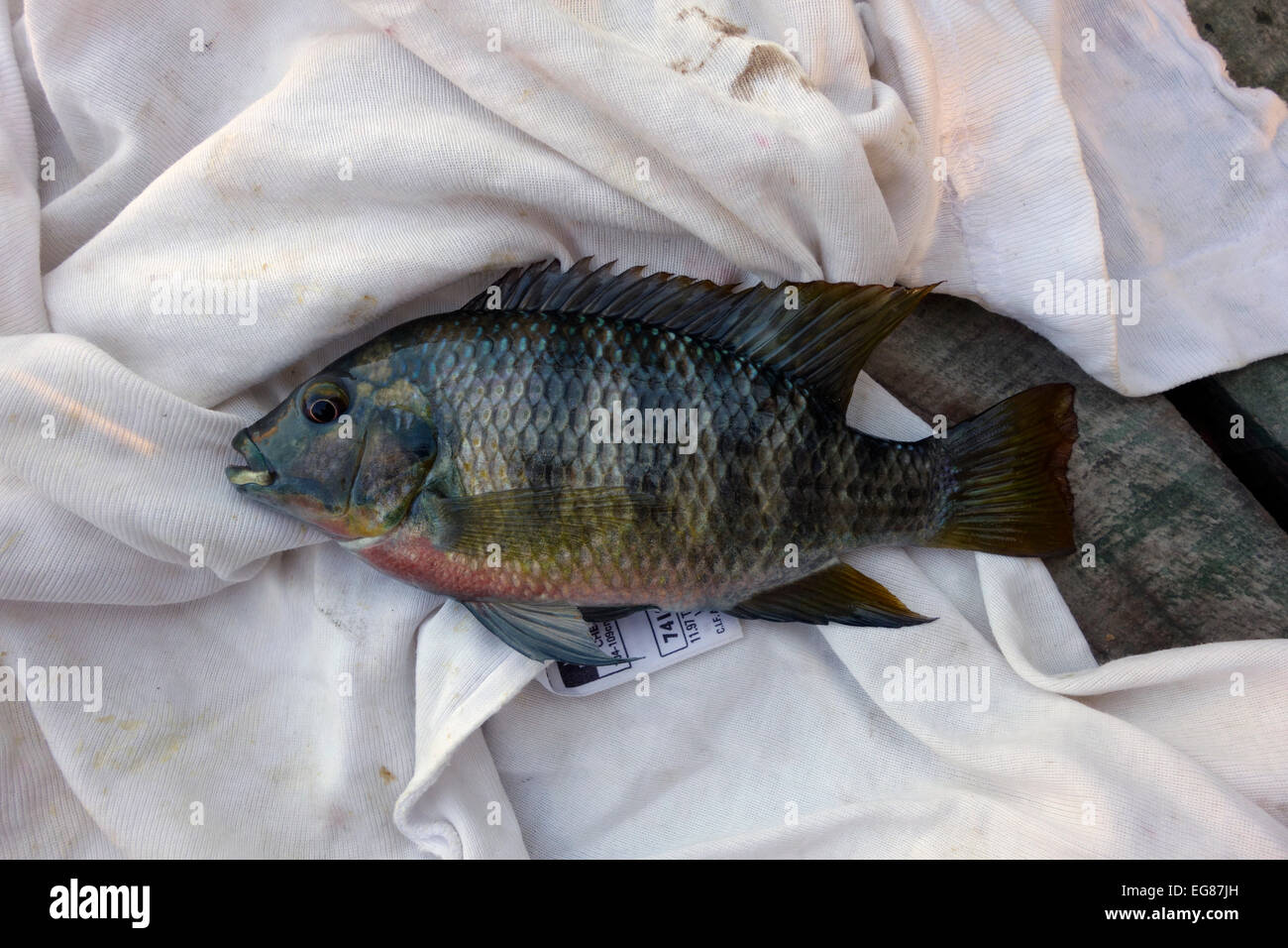 Tilapia zillii hires stock photography and images Alamy