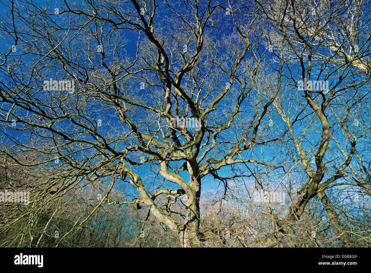oak tree with bare branches against the blue sky Stock Photo - Alamy