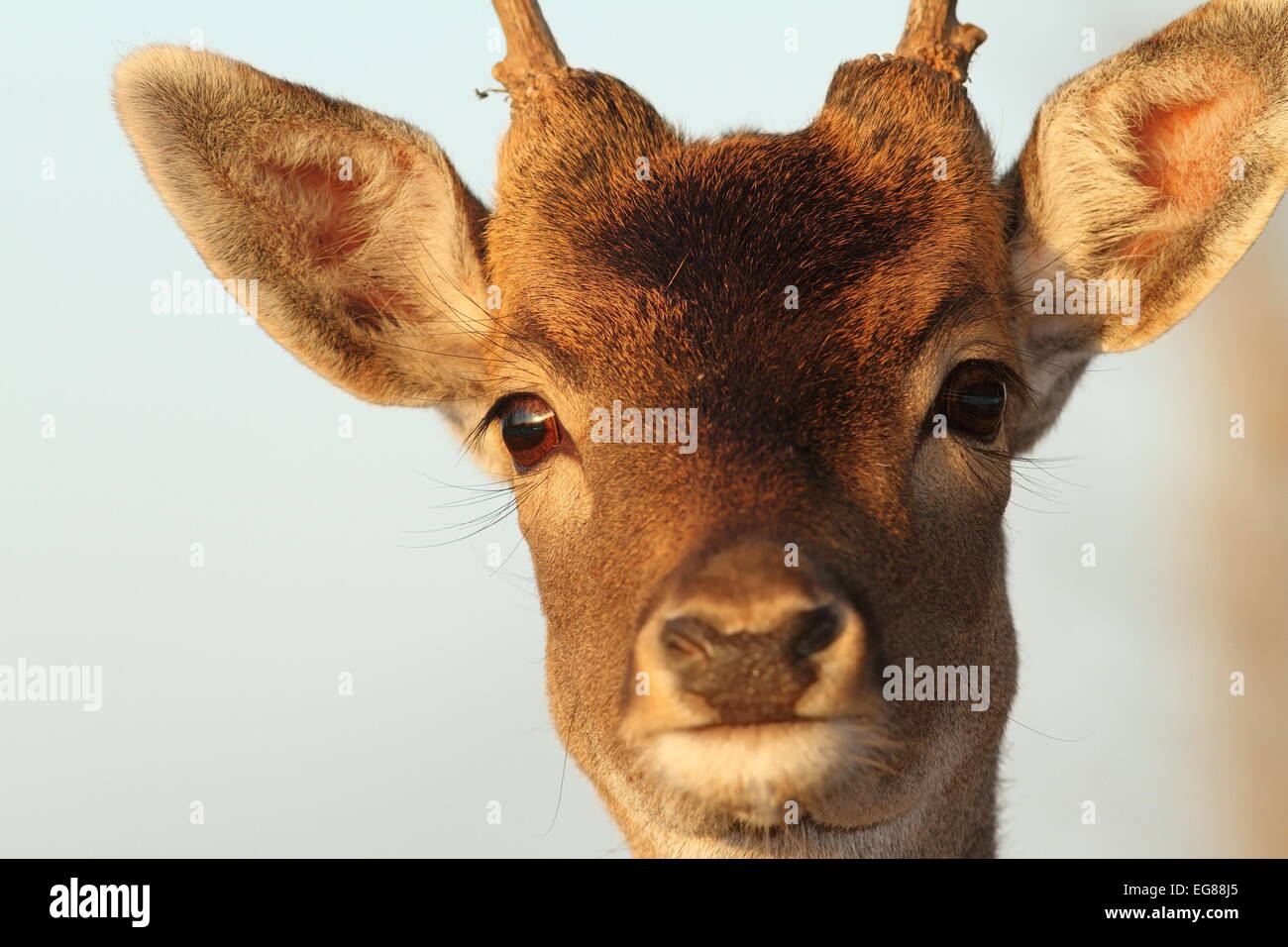 funny portrait of a fallow deer buck ( Dama ) Stock Photo