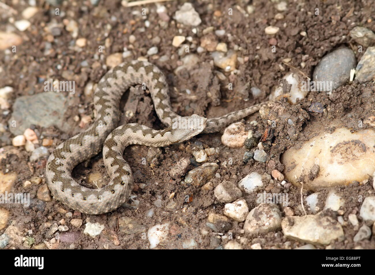 small vipera ammodytes ( european sand viper ) showing good camouflage on the  ground - Stock Image