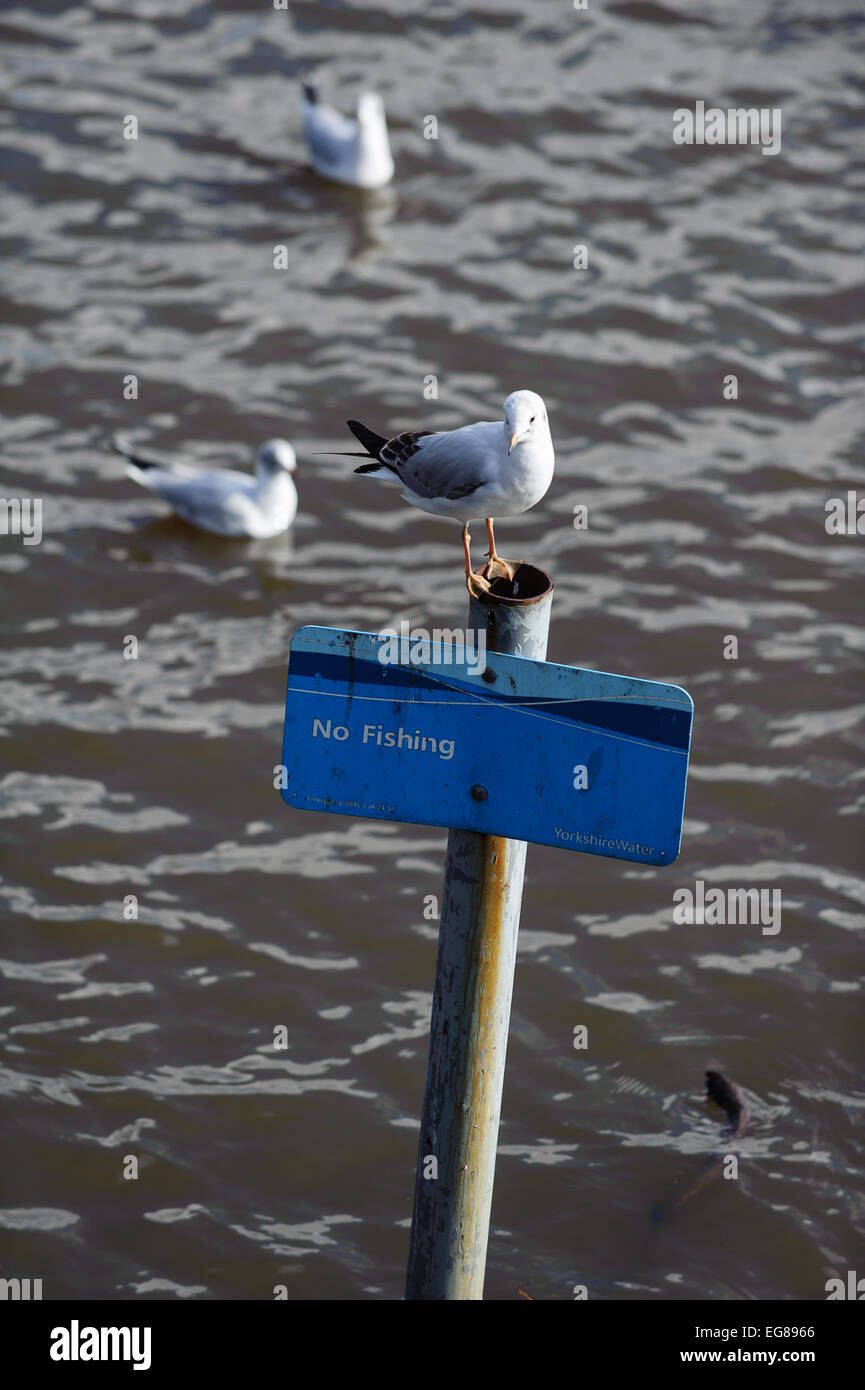 No fishing sign on lake at roundhay park Leeds Stock Photo
