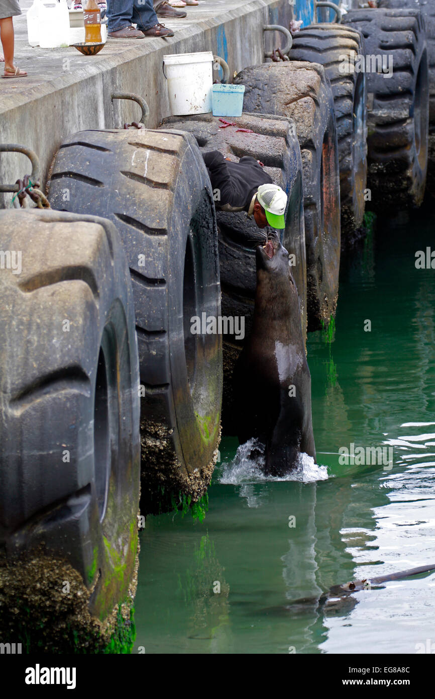 Local man feeding a Cape Fur Seal with fish from his mouth for the entertainment of tourists and onlookers in Hout Bay harbour. Stock Photo