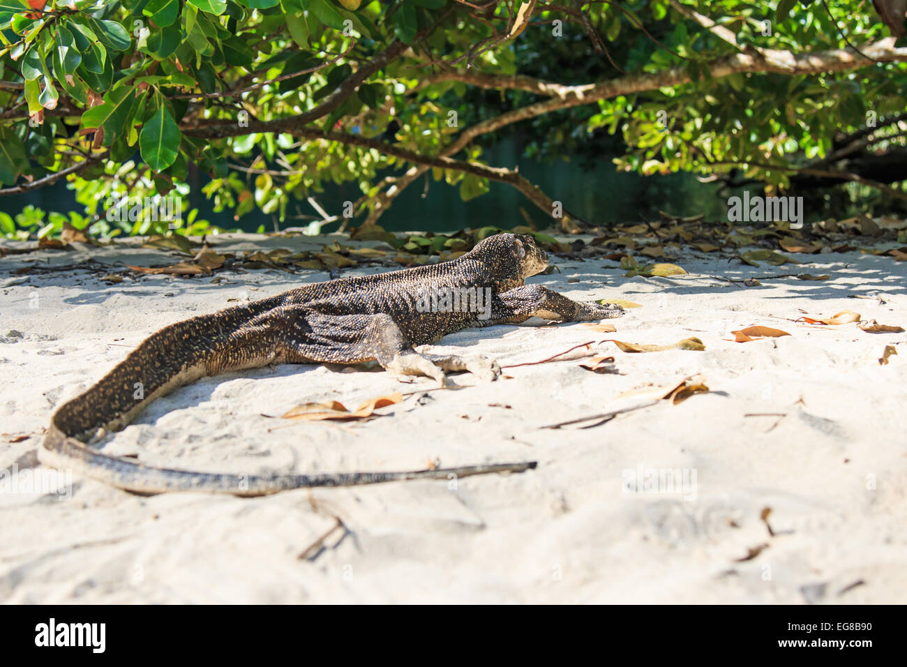 Monitor lizard philippines hires stock photography and images Alamy