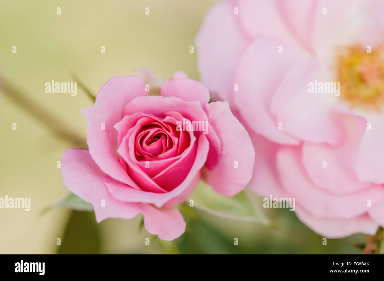 close up pink rose flowers in a garden Stock Photo - Alamy