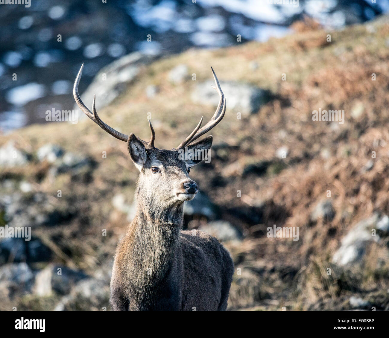 Red stag deer in the Scottish Glens, Scotland Stock Photo