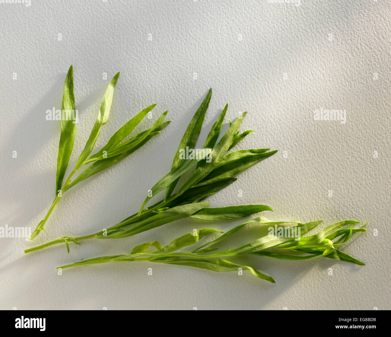 herbs: tarragon Stock Photo