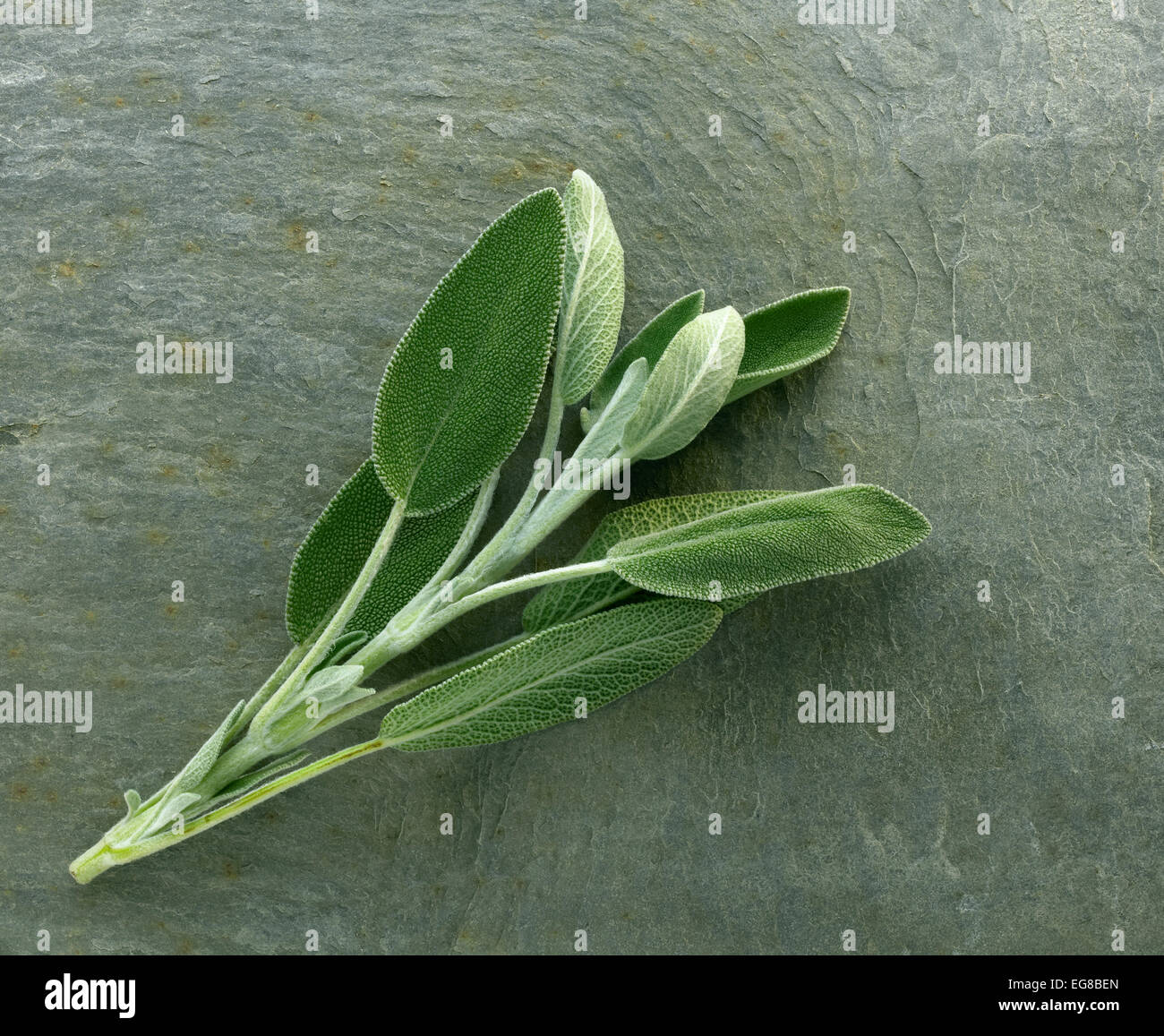 Sprig fresh sage herb hires stock photography and images Alamy