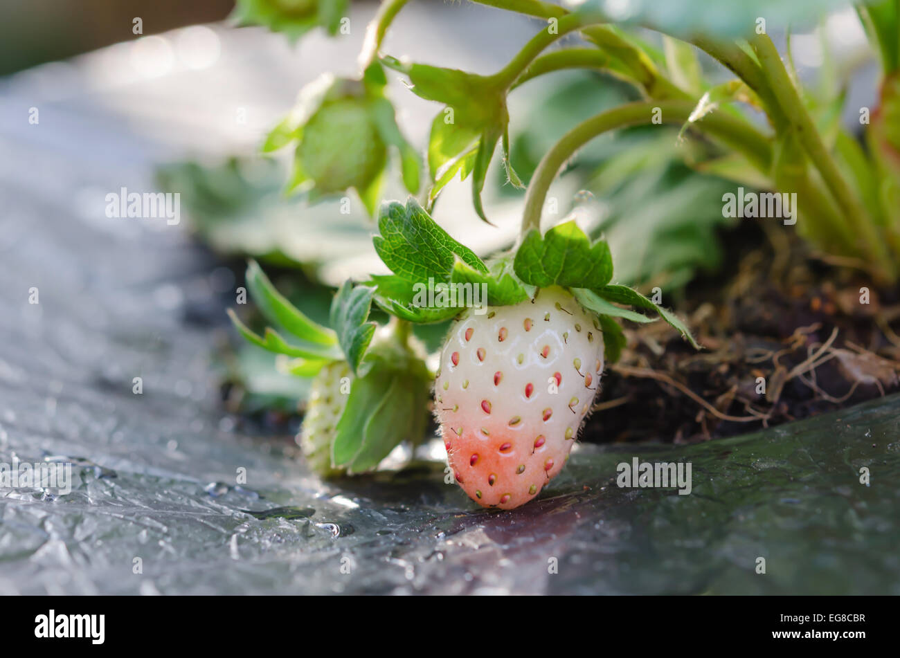 Strawberry in the garden hi-res stock photography and images - Alamy