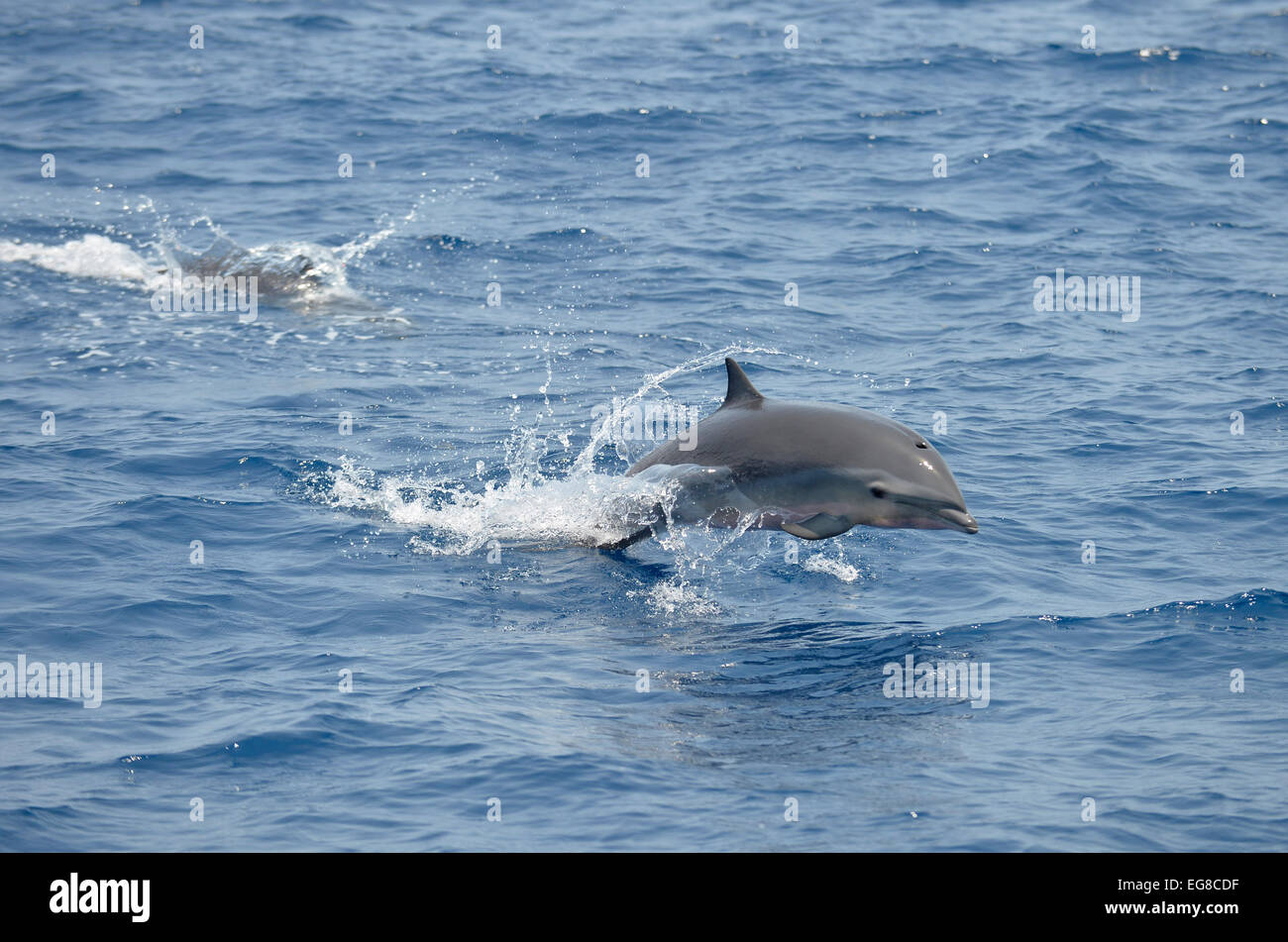 Frasers Dolphin (Lagenodelphis hosei) leaping from the water, Bali ...