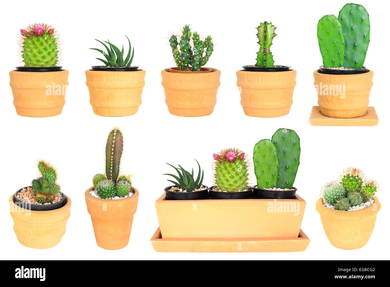 Many type of cactus ( isolated background ) Stock Photo