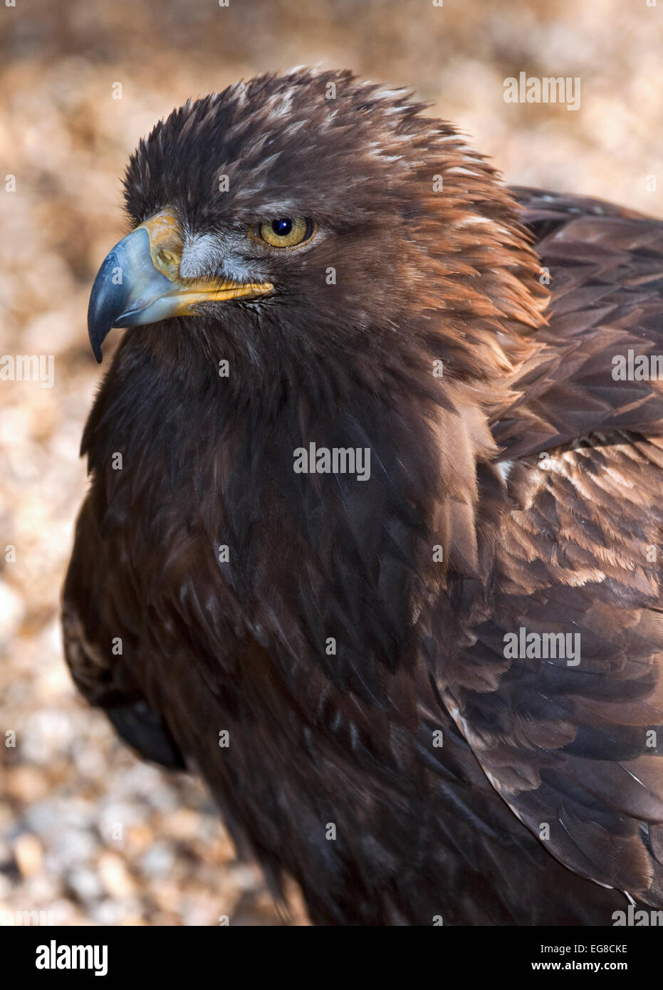 Golden Eagle (aquila chrysaetos Stock Photo - Alamy