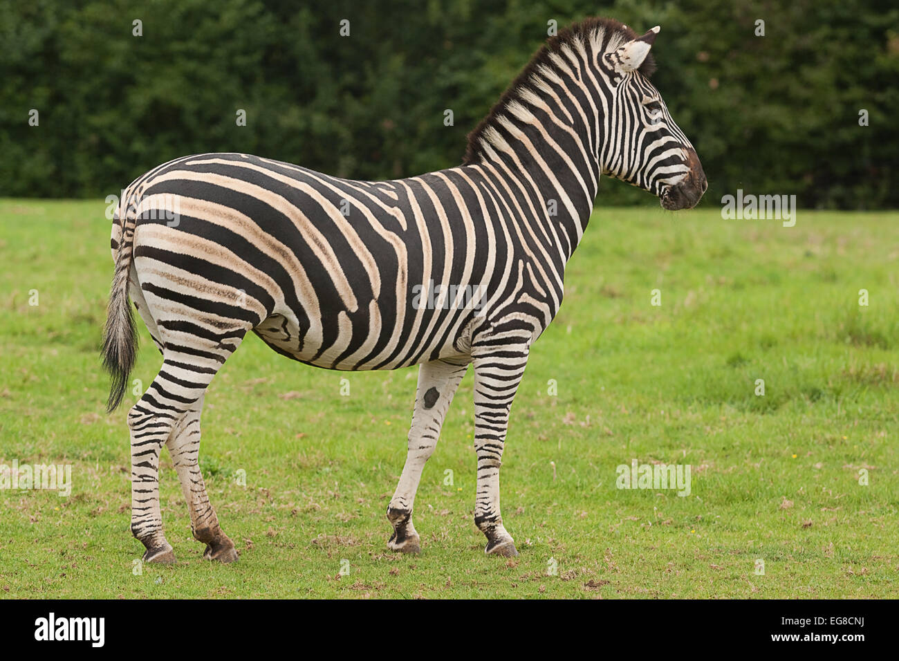 Zebra Alert High Resolution Stock Photography and Images - Alamy