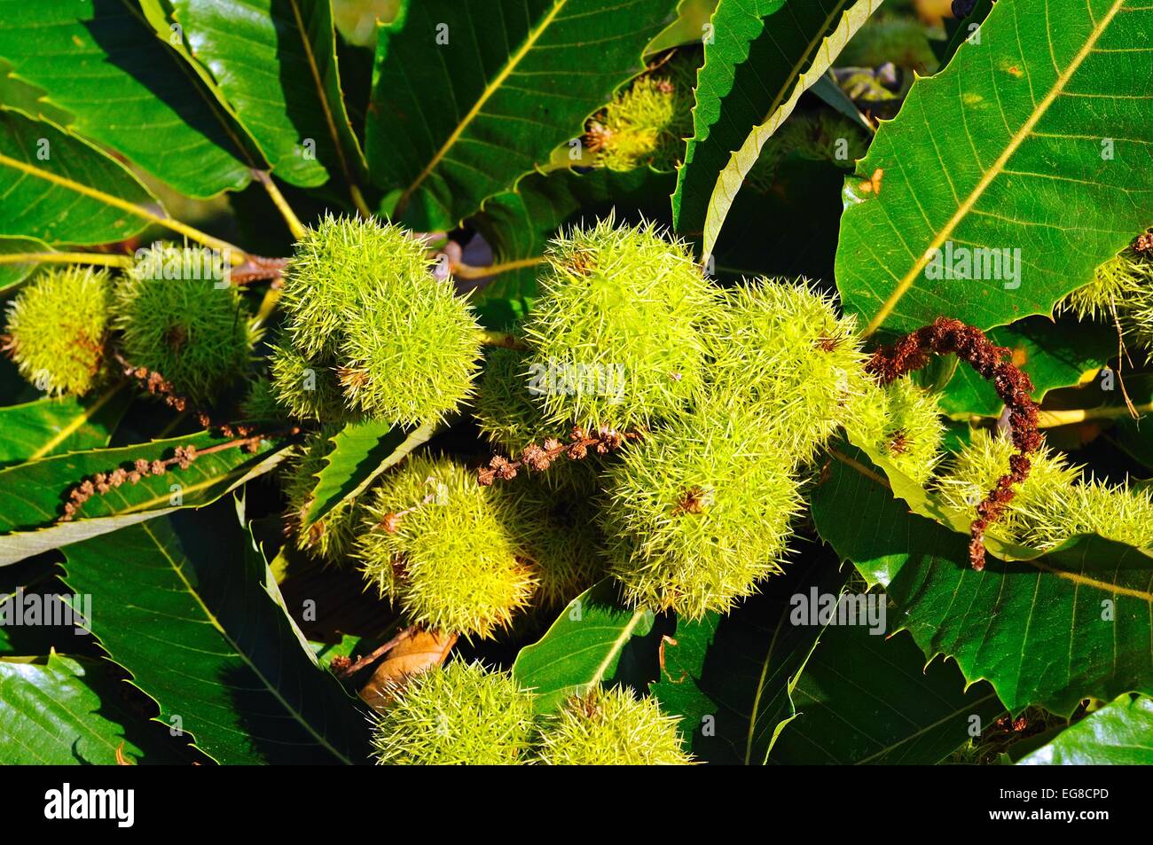 Edible chestnut hires stock photography and images Alamy