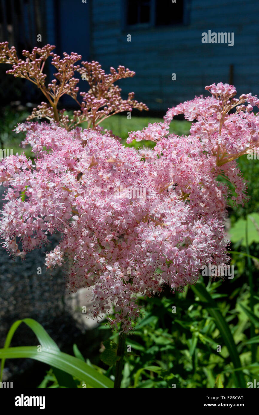 Martha Washington's Plume flowering. Stock Photo