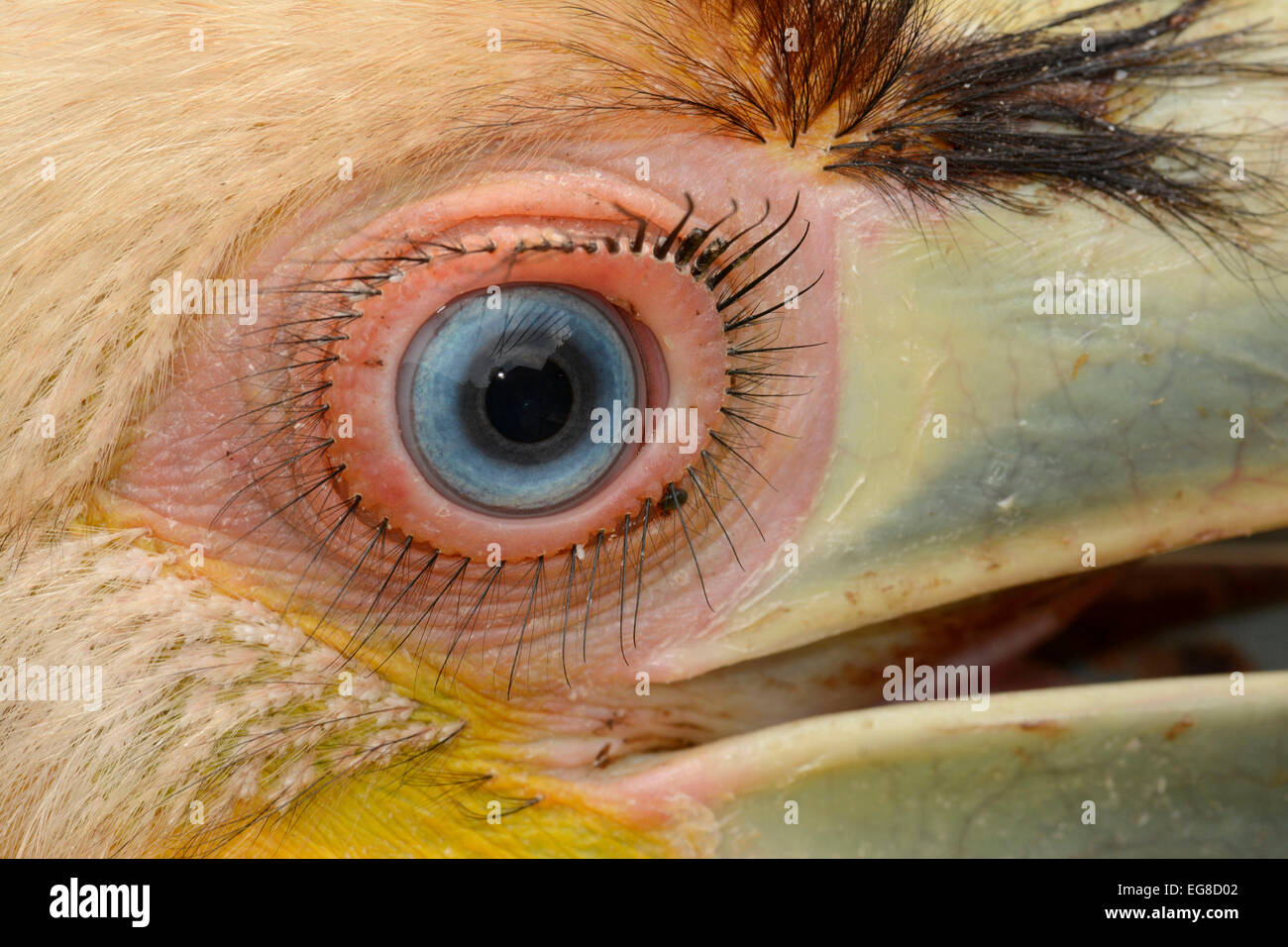 Wreathed Hornbill (Aceros undulatus) close-up of head of juvenile, Bali, Indonesia, October, rescued bird Stock Photo