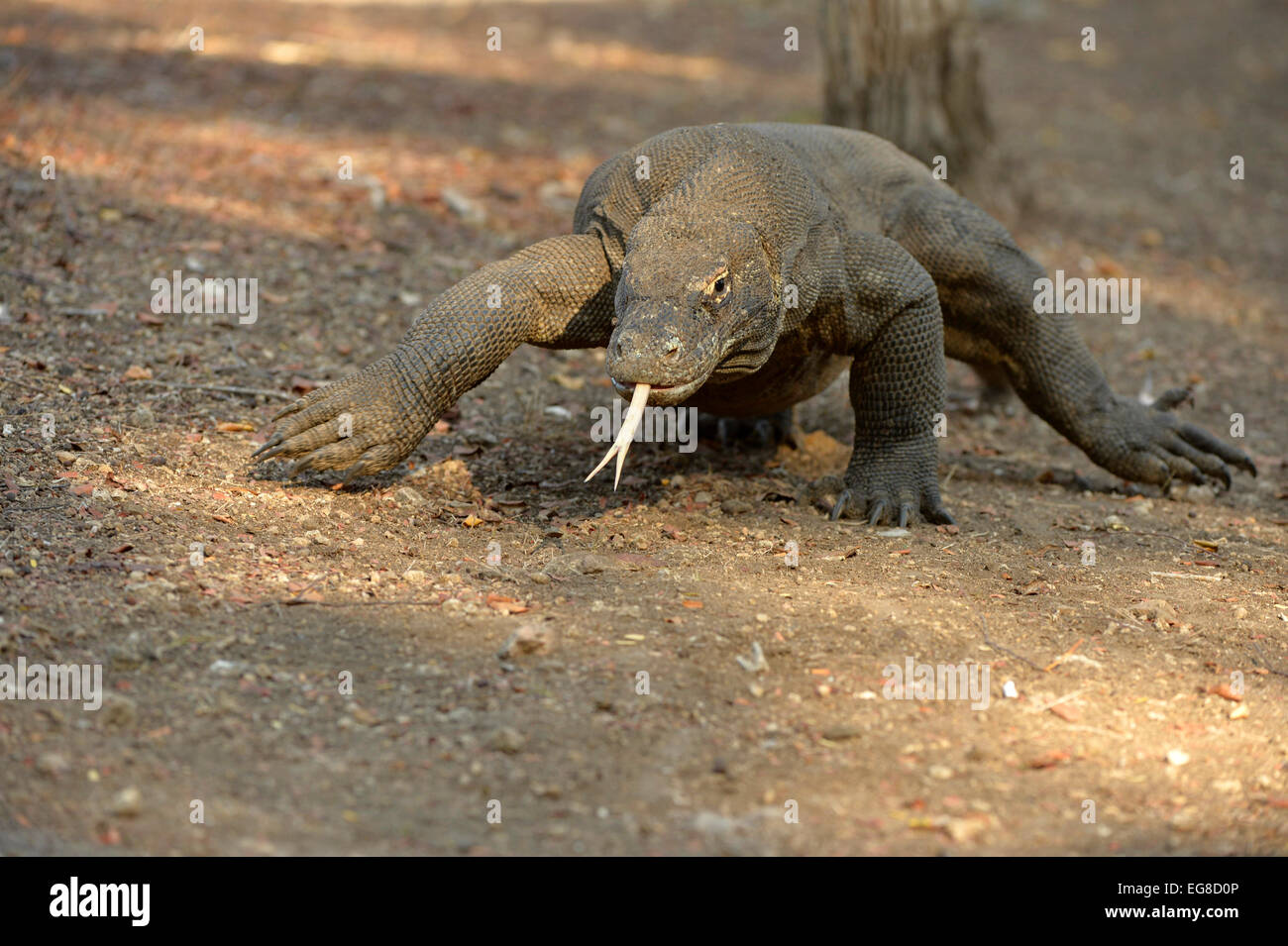 Komodo Dragon (Varanus komodoensis) walking purposefully with tongue
