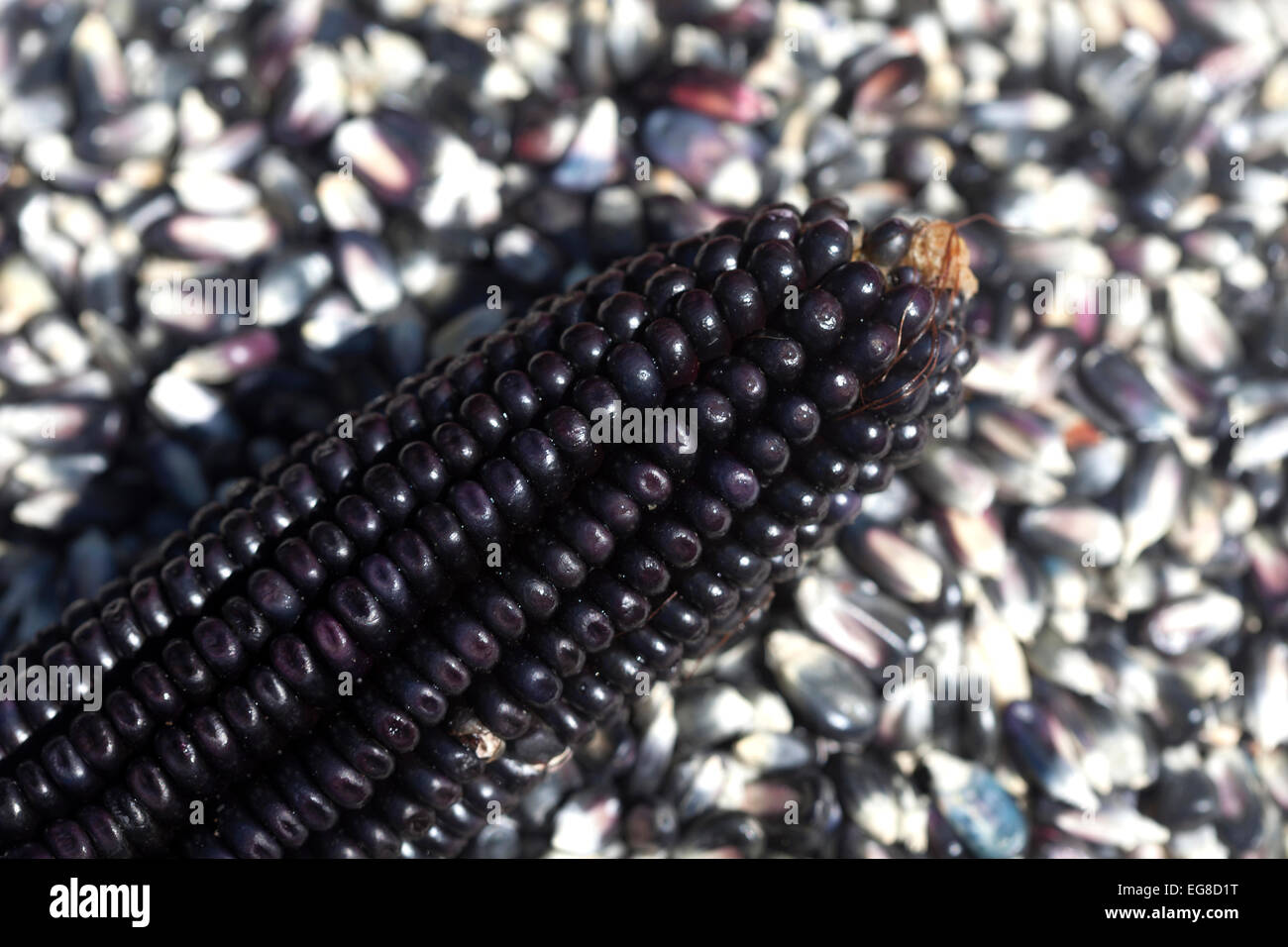 Blue corn in 'Tepetlixpa Seed Bank', created by Tomas Villanueva Buendia 'Tomaicito' Stock Photo